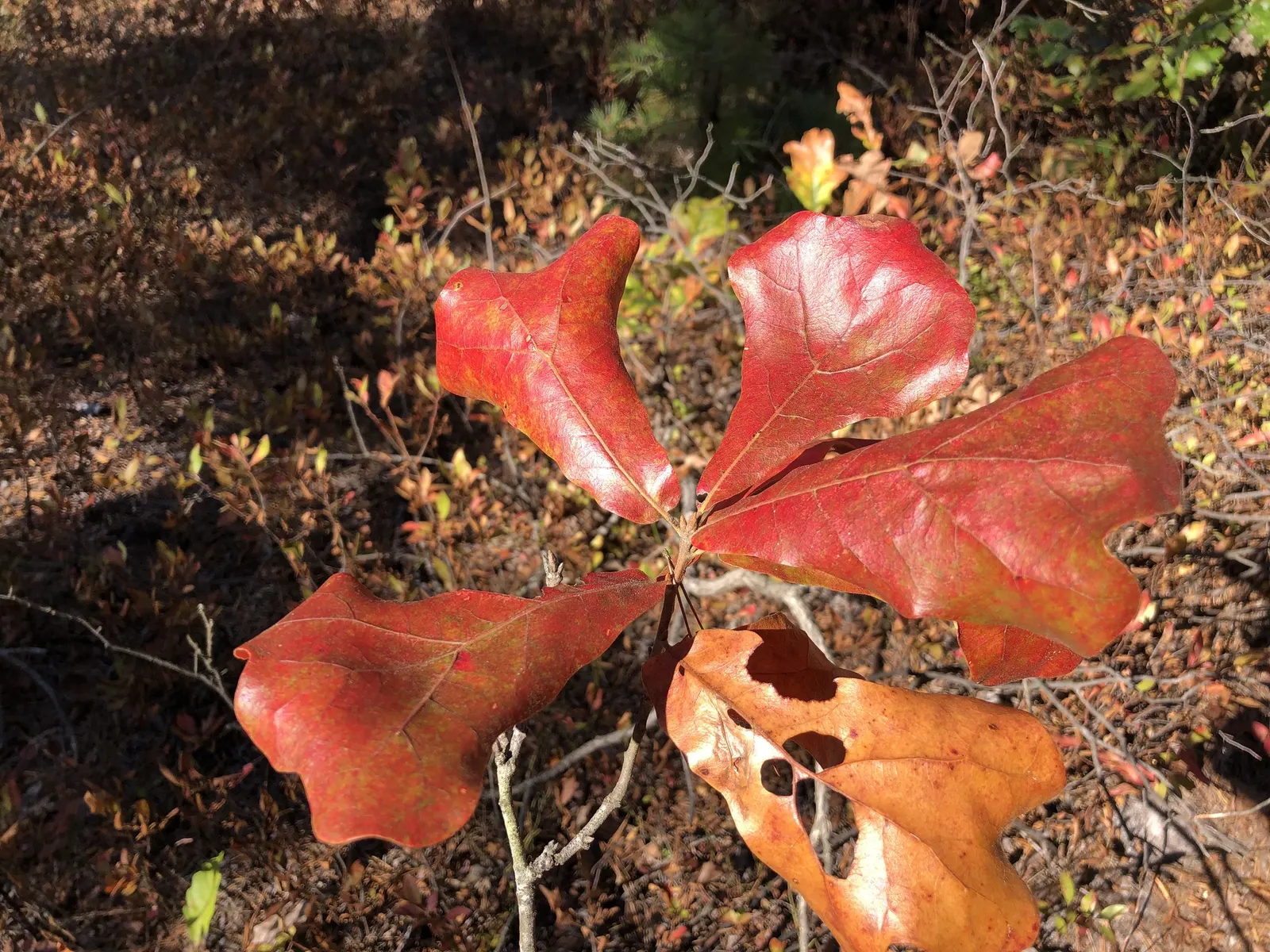 Blackjack Oak (Quercus Marilandica) — its leaves transform into a striking display of reds