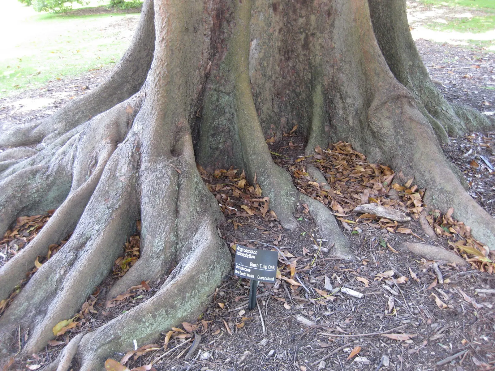 Blackjack Oak (Quercus Marilandica) — scientifically known as Quercus marilandica