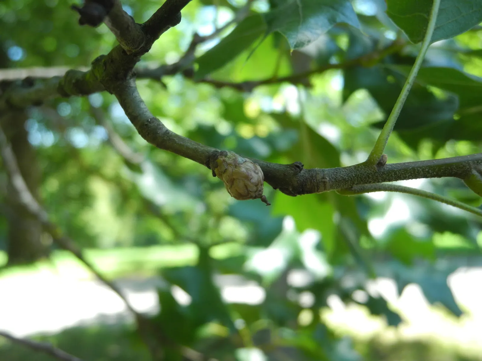 Blackjack Oak (Quercus Marilandica) — the Blackjack Oak's foliage exhibits a glossy