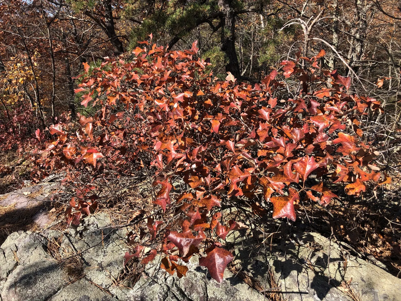 Blackjack Oak (Quercus Marilandica) — leathery leaves that are 5 to 8 inches long
