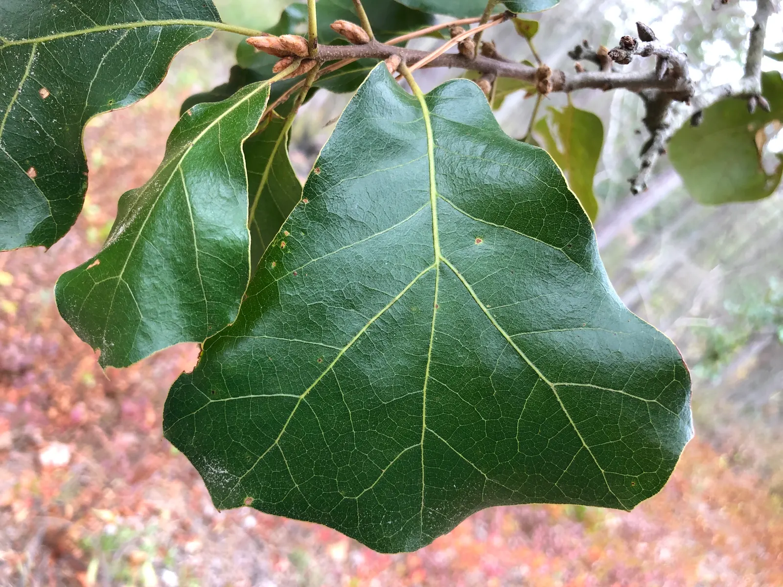 Blackjack Oak (Quercus Marilandica) — scientifically known as Quercus marilandica; tree for full