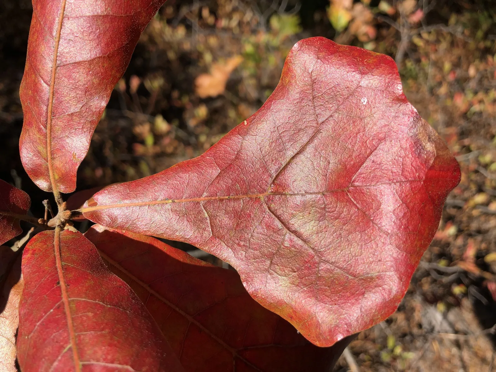 Blackjack Oak (Quercus Marilandica) — its distinctive leathery leaves; the Blackjack Oak's foliage exhibits a glossy