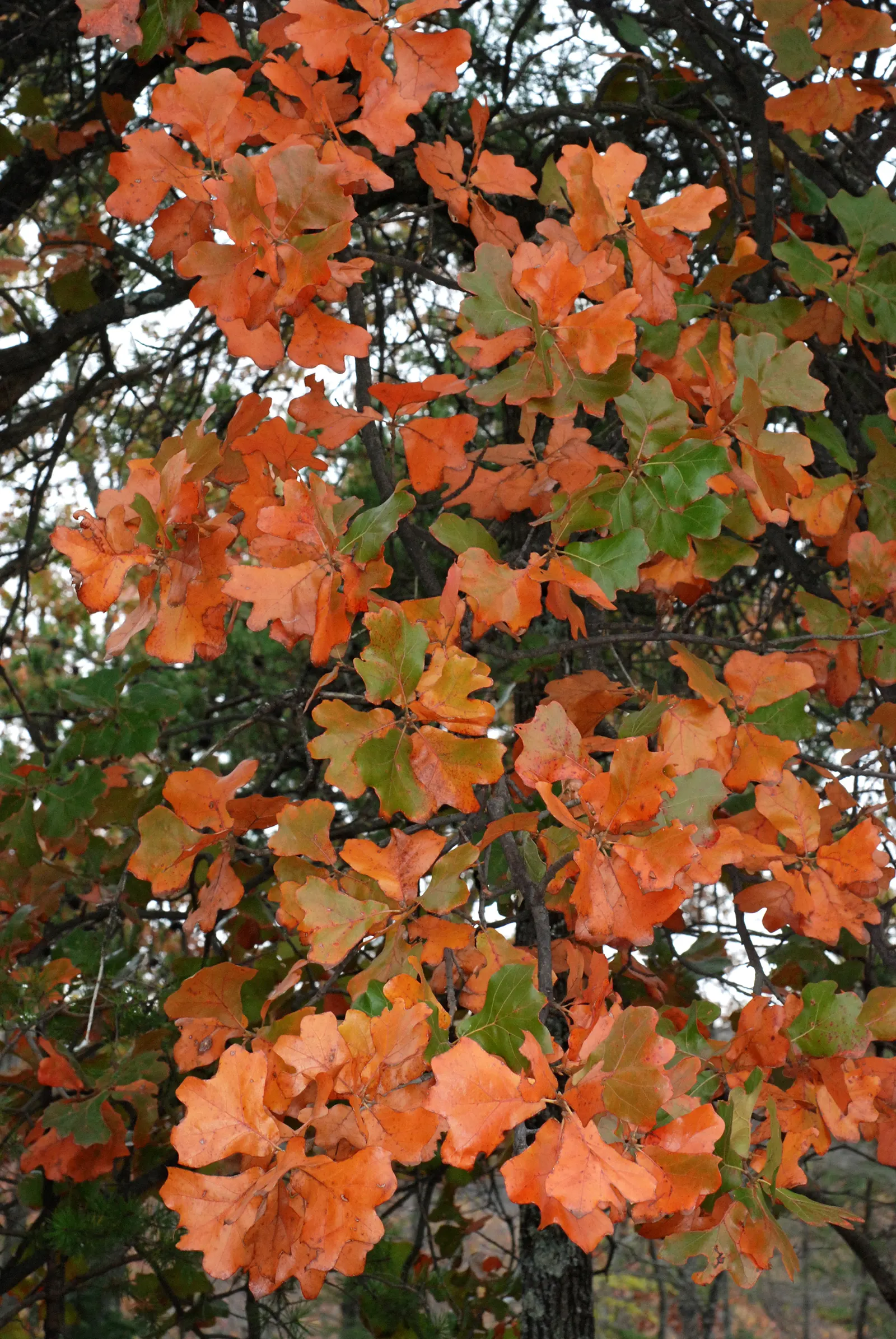 Blackjack Oak (Quercus Marilandica) — leathery leaves that are 5 to 8 inches long; white flowers in the garden