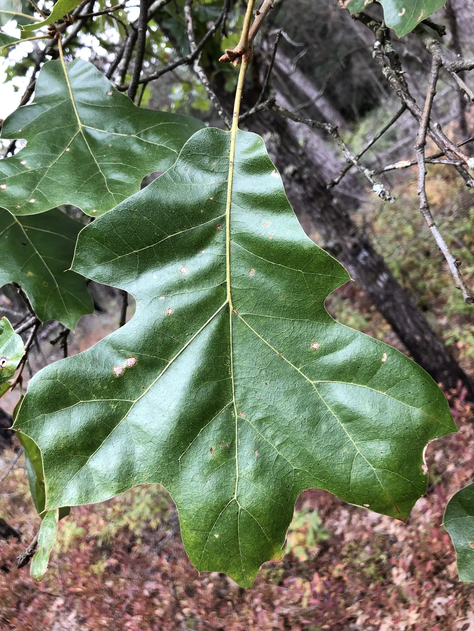 Blackjack Oak (Quercus Marilandica) — Drought-resistant once established, it's ideal for a low-maintenance, natural landscape; with a canopy spread roughly