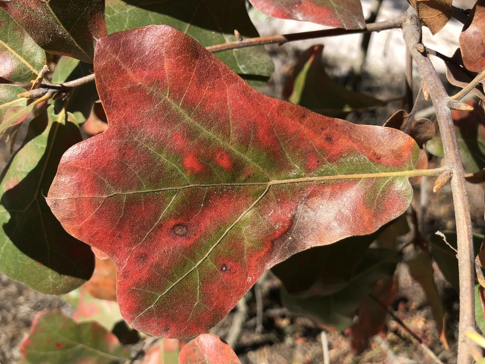 Blackjack Oak (Quercus Marilandica) — Its dark bark adds winter appeal, and it supports local wildlife, offering food and habitat