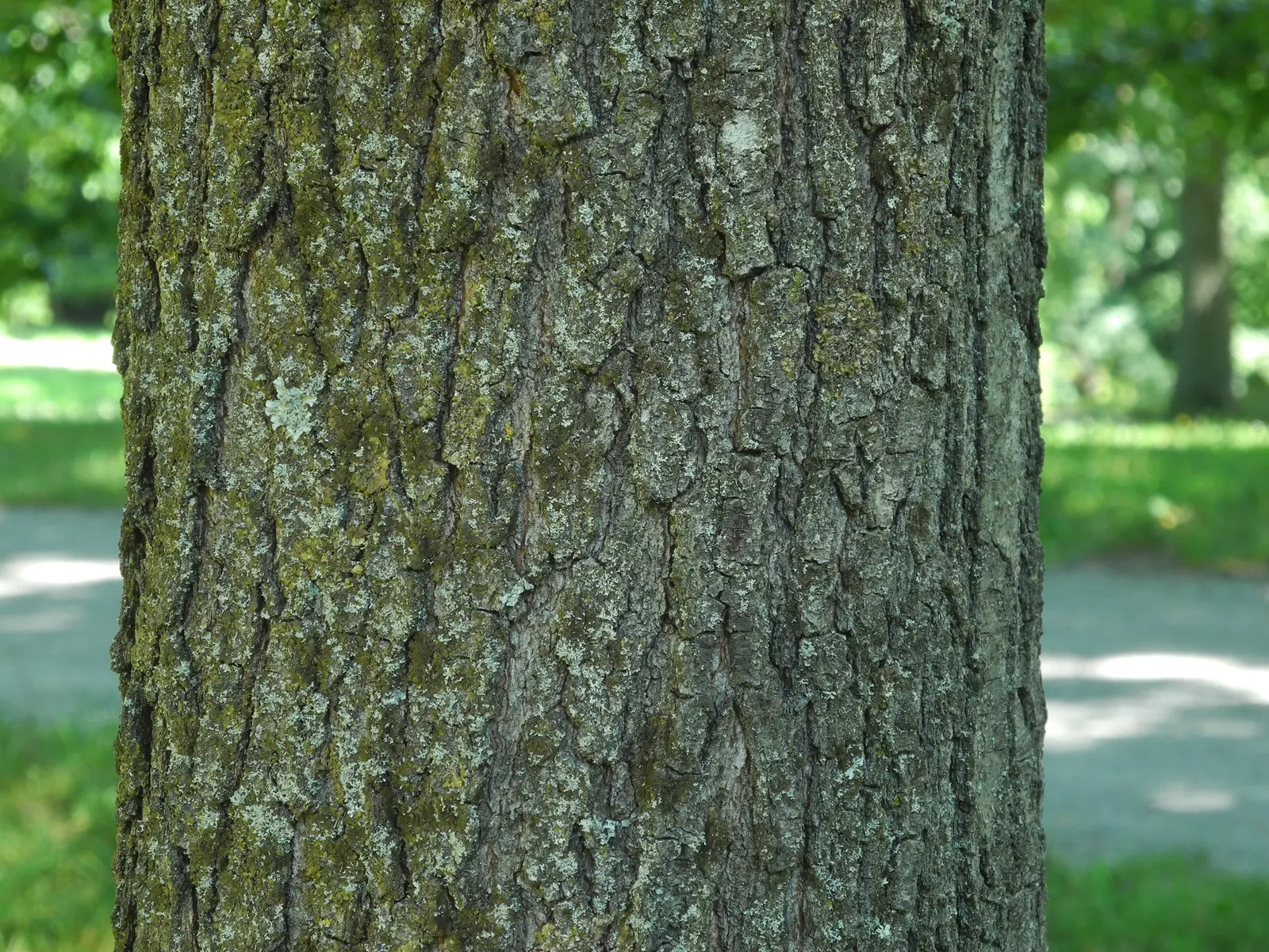 Blackjack Oak (Quercus Marilandica) — This medium-sized oak typically reaches heights of 20 to 30 feet