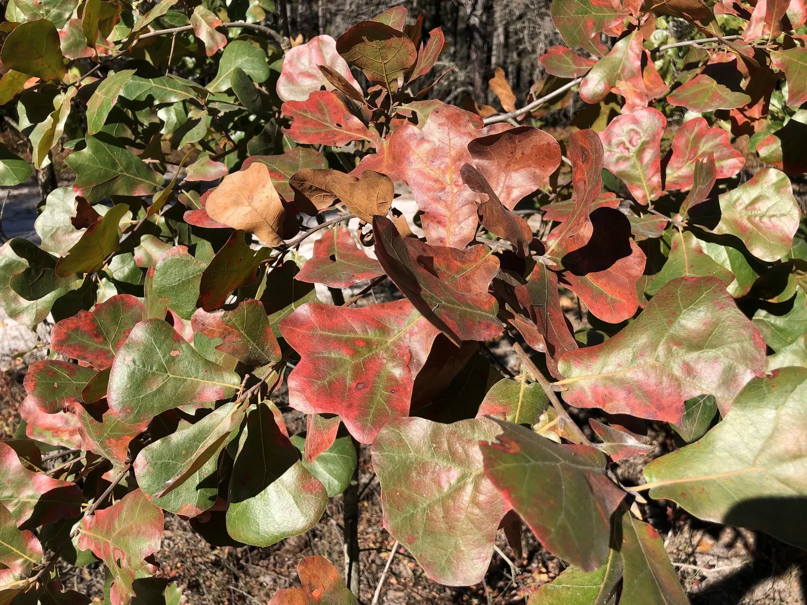 Blackjack Oak (Quercus Marilandica) — ensuring sufficient space for its mature size; tree with white blooms
