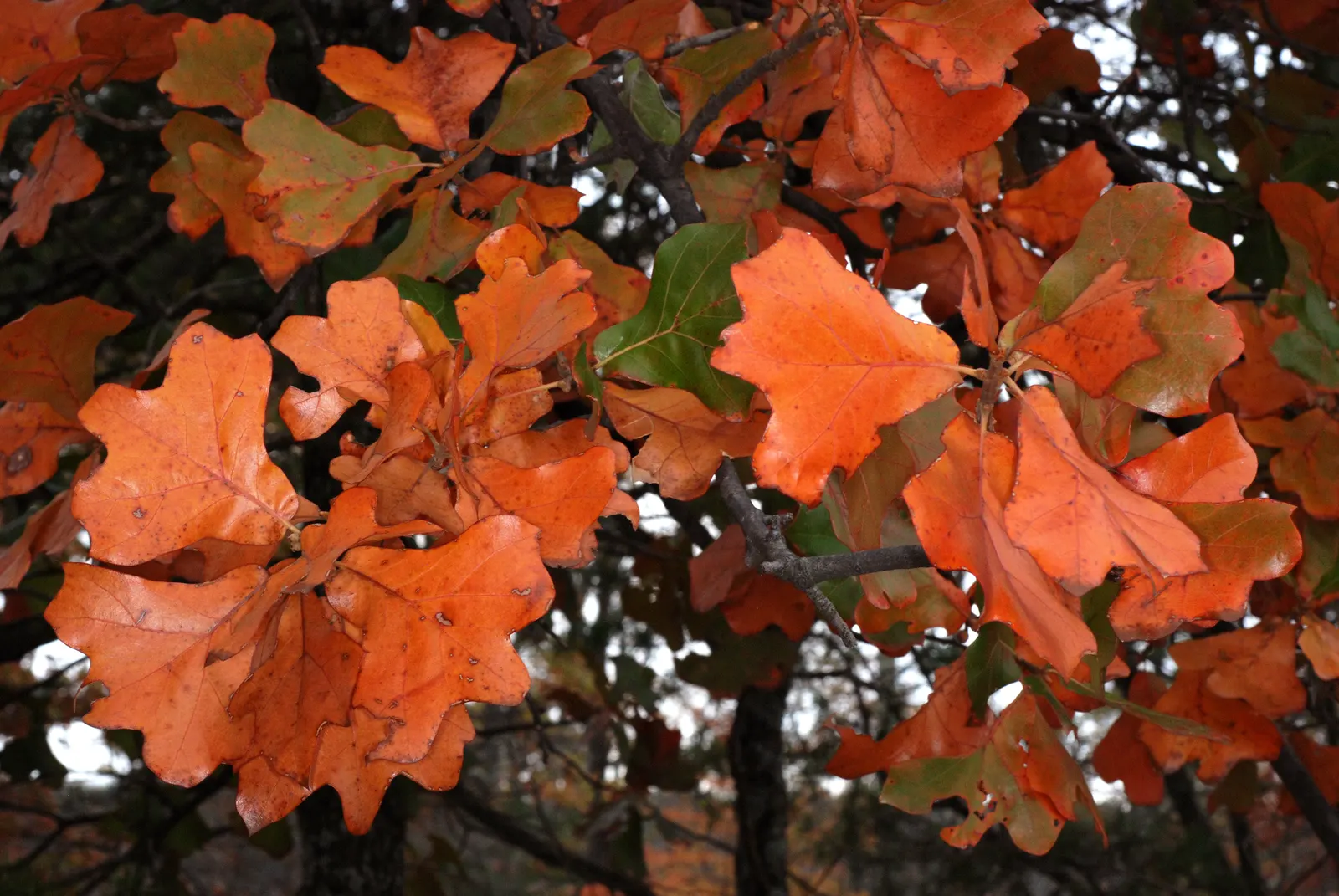 Blackjack Oak (Quercus Marilandica) — providing seasonal interest.<br><br>The tree's bark is dark gray to black; which turn red-brown in fall