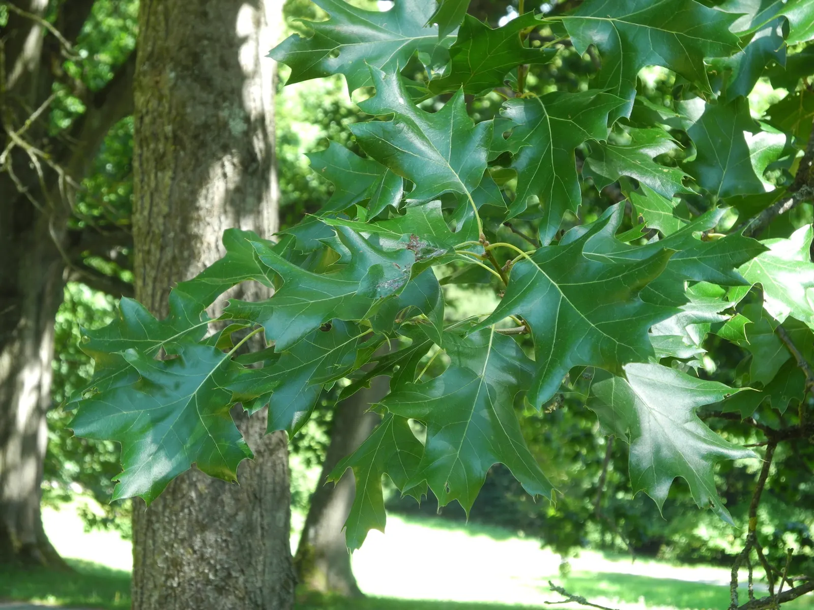 Blackjack Oak (Quercus Marilandica) — white flowers in the garden; its dark bark adds winter appeal, and it supports local wildlife, offering food and habitat