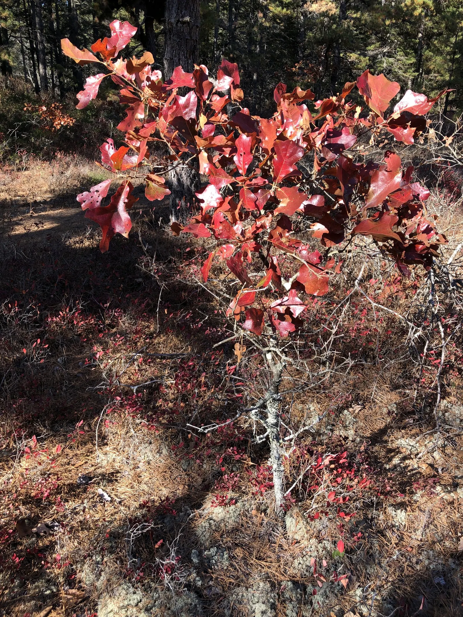 Blackjack Oak (Quercus Marilandica) — with a canopy spread roughly equivalent to its height; providing seasonal interest.<br><br>The tree's bark is dark gray