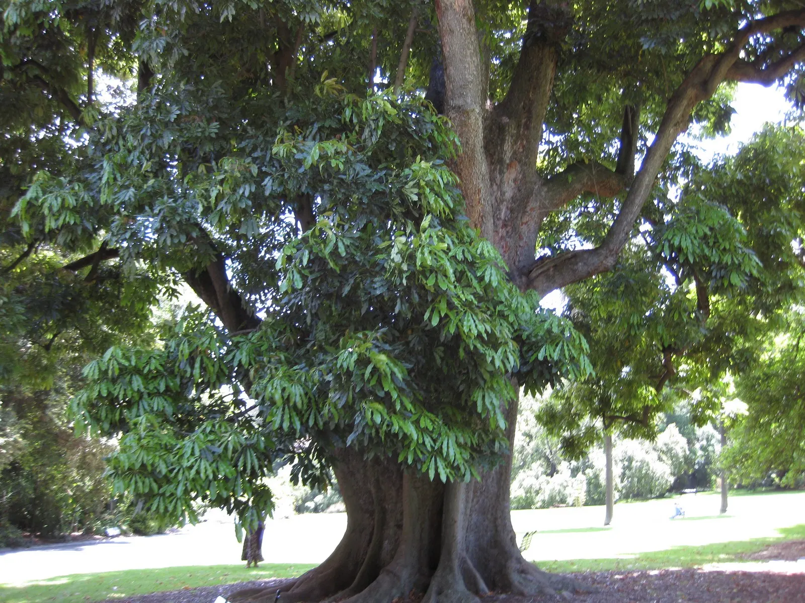 Blackjack Oak (Quercus Marilandica) — which mature in a single season