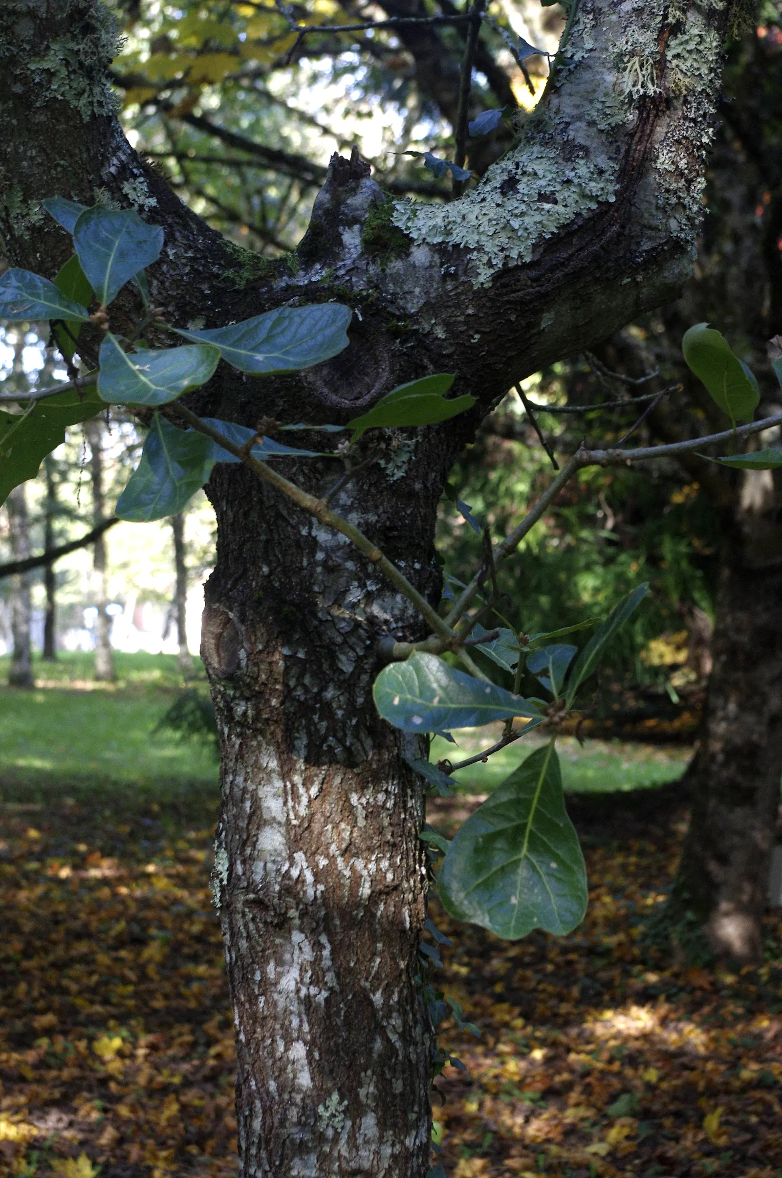 Blackjack Oak (Quercus Marilandica) — tree for full