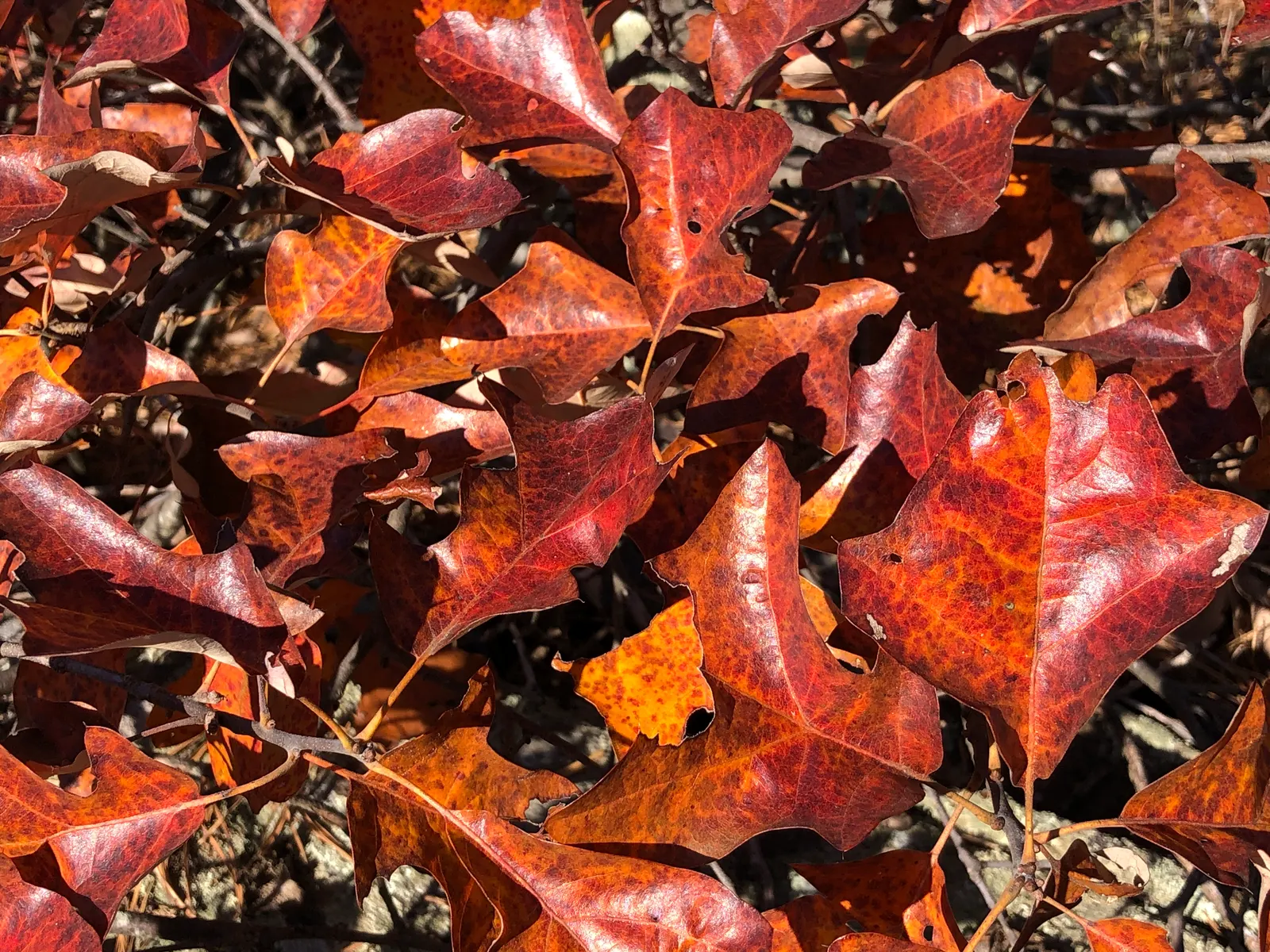 Blackjack Oak (Quercus Marilandica) — adding an element of textural contrast within a garden setting