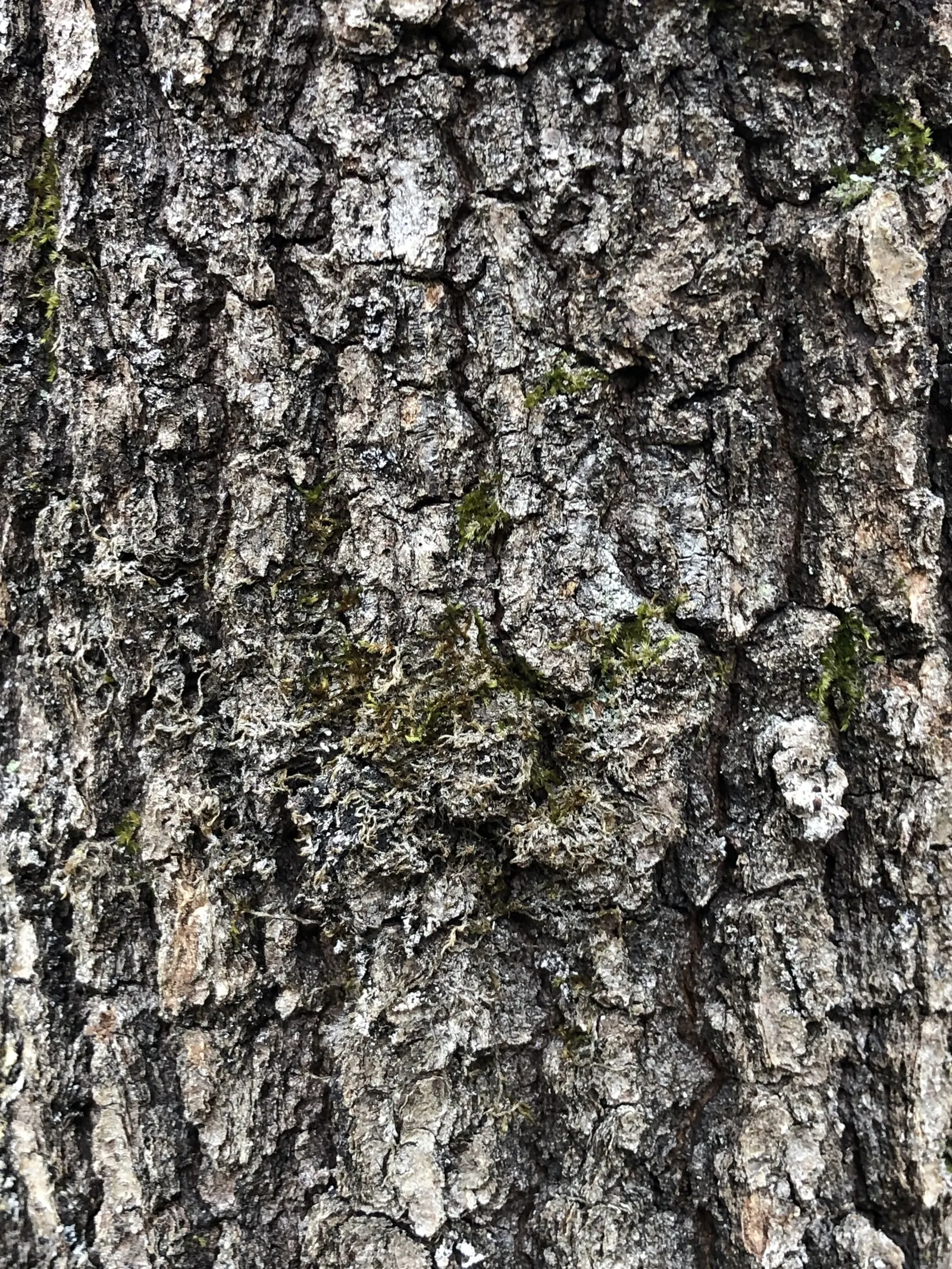 Blackjack Oak (Quercus Marilandica) — tree with white blooms
