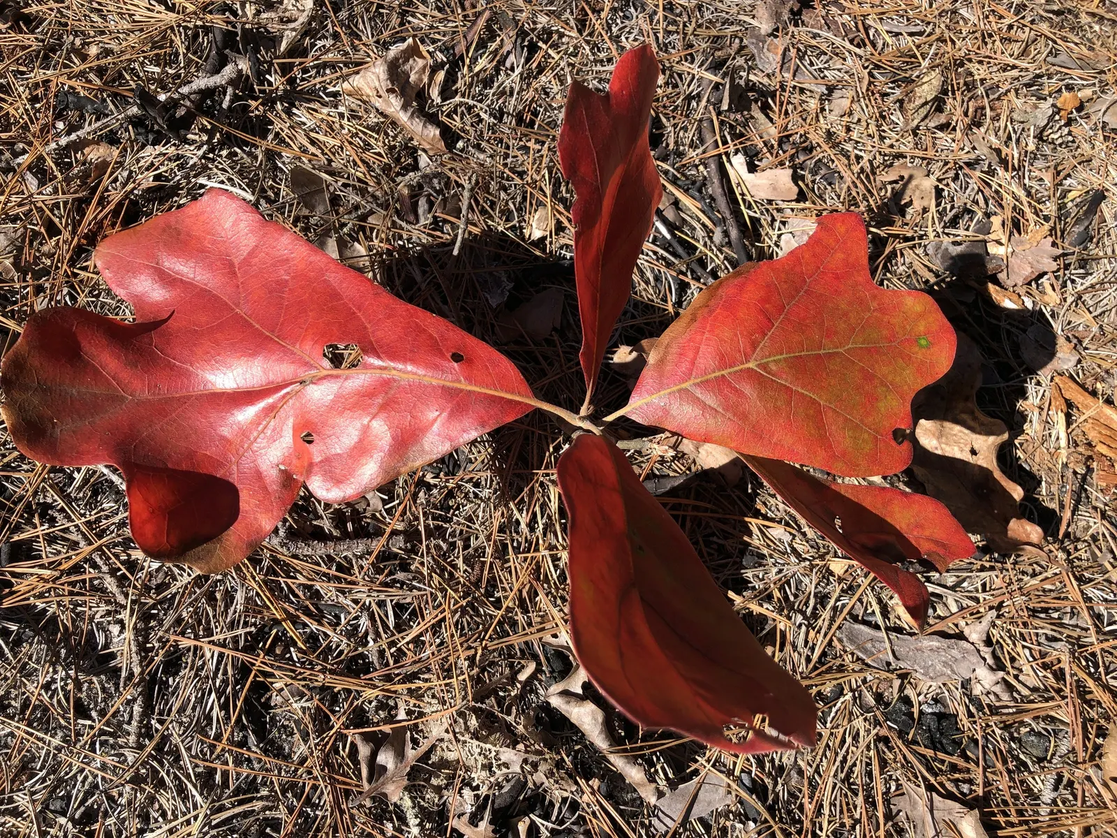 Blackjack Oak (Quercus Marilandica) — tree for full; ensuring sufficient space for its mature size