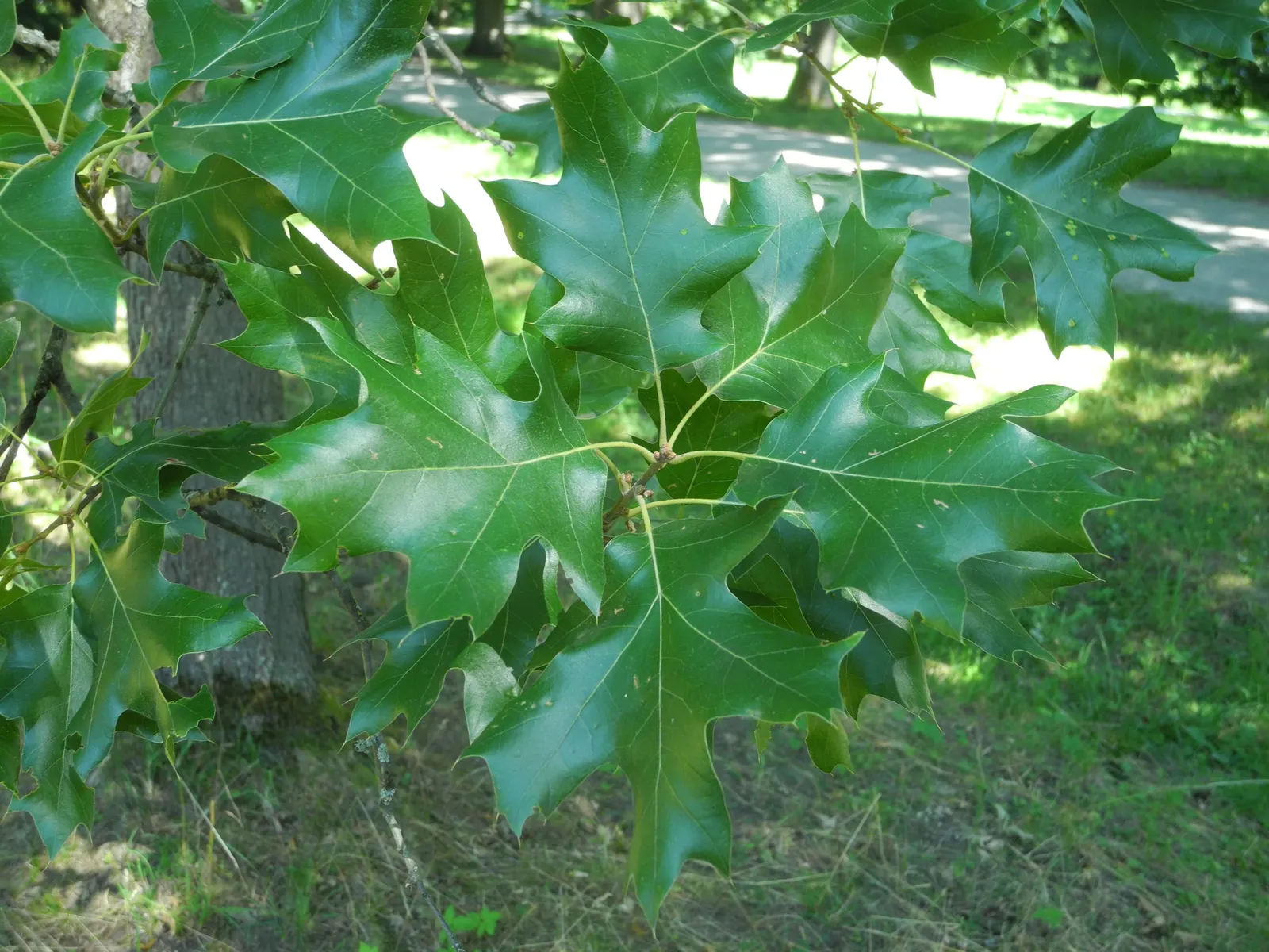 Blackjack Oak (Quercus Marilandica) — tree with white blooms; its leaves transform into a striking display of reds