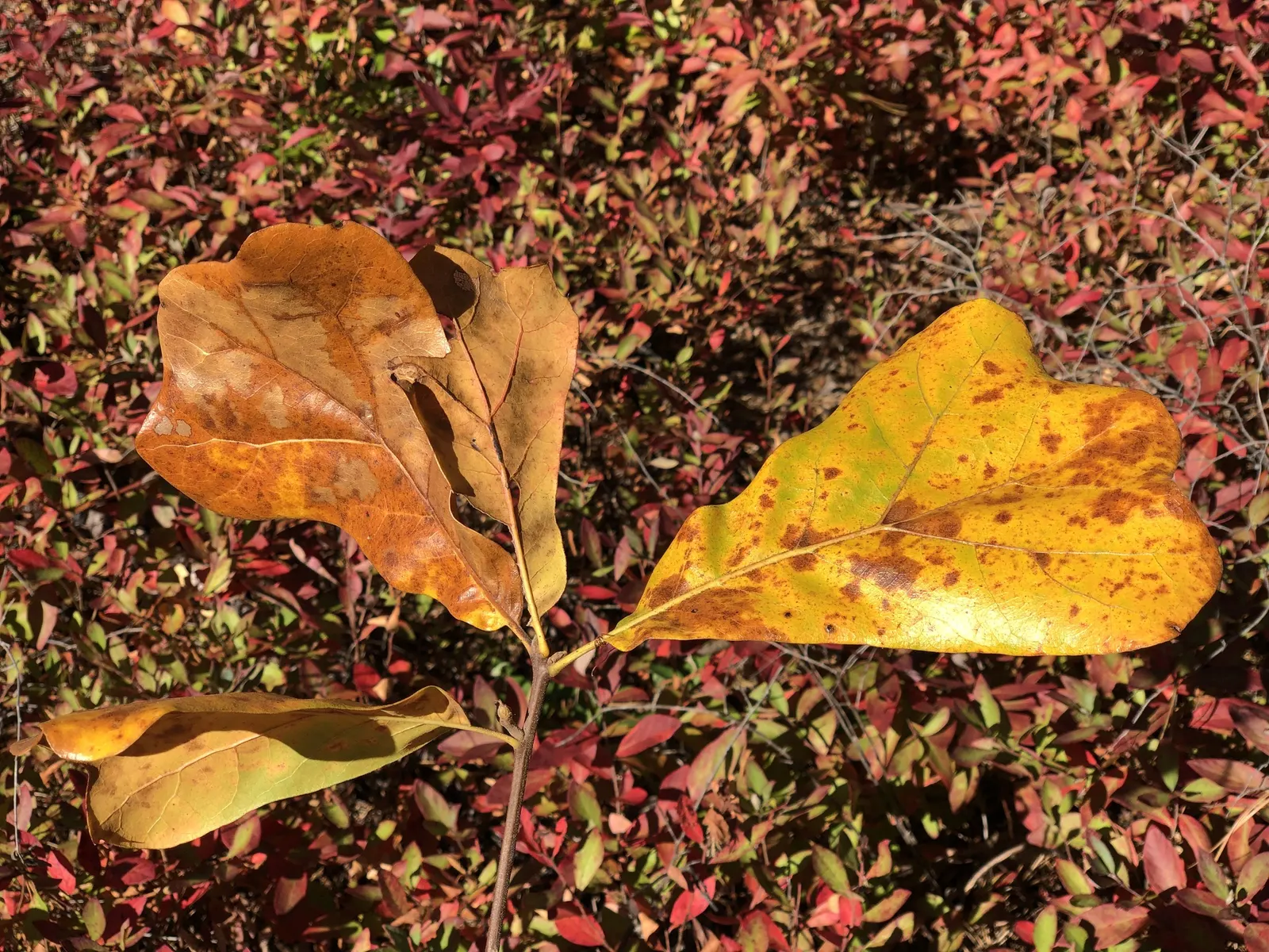 Blackjack Oak (Quercus Marilandica) — consider its moderate growth rate and potential spread