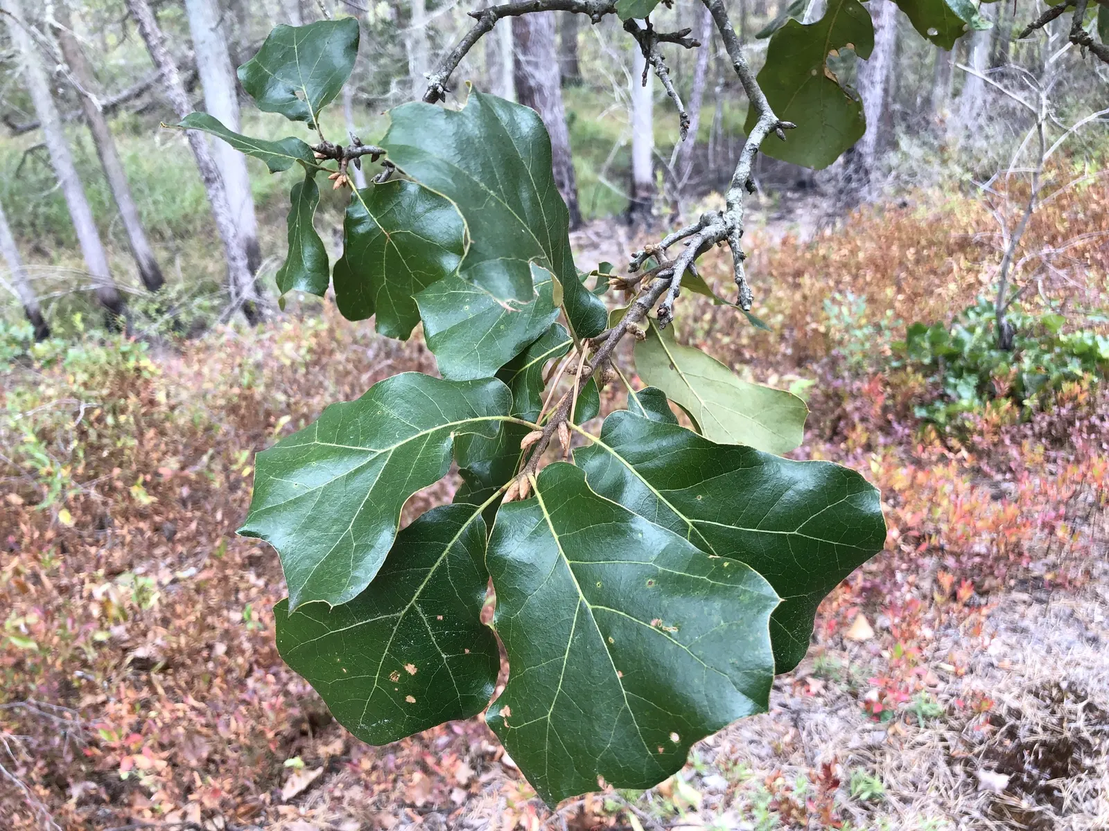 Blackjack Oak (Quercus Marilandica) — though it is notably tolerant of poor soil conditions; this medium-sized oak typically reaches heights of 20 to 30 feet