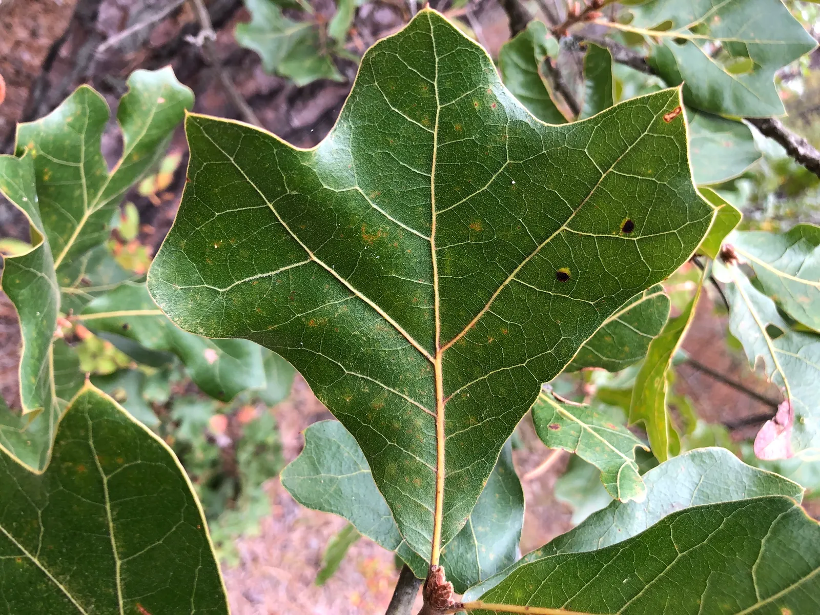 Blackjack Oak (Quercus Marilandica) — its distinctive leathery leaves