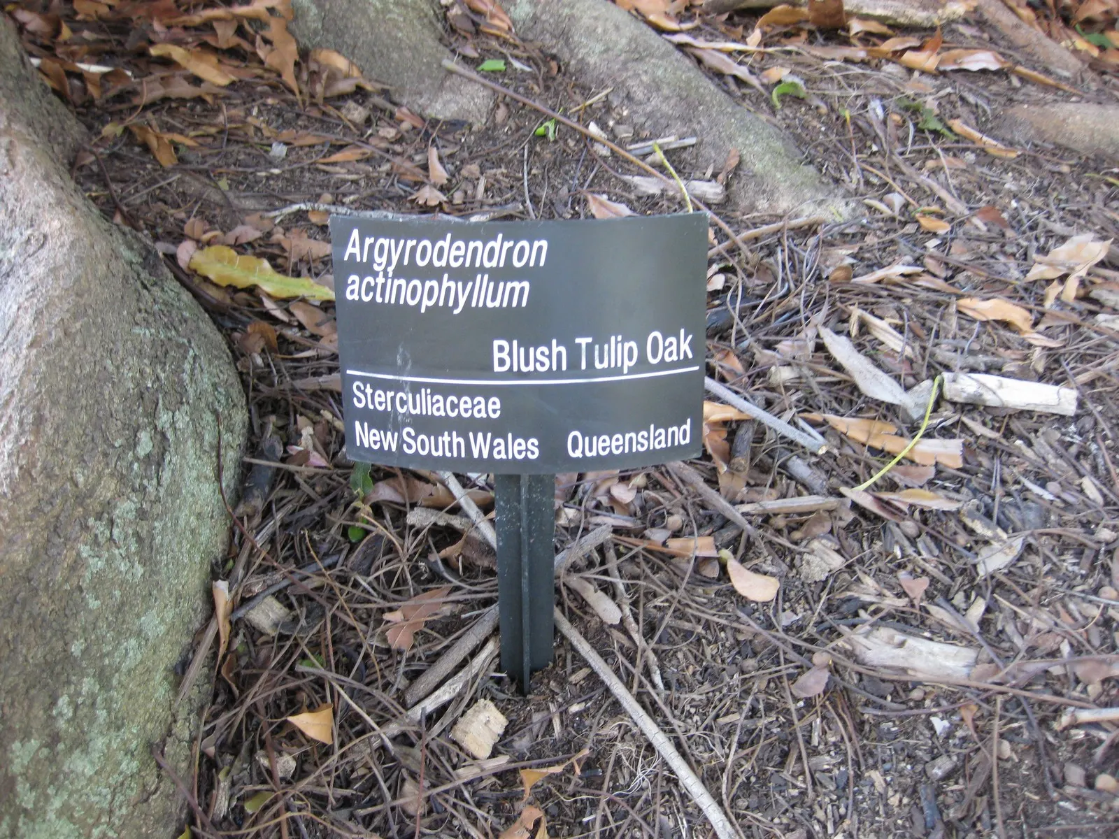 Blackjack Oak (Quercus Marilandica) — deep green hue on the top surface with a paler