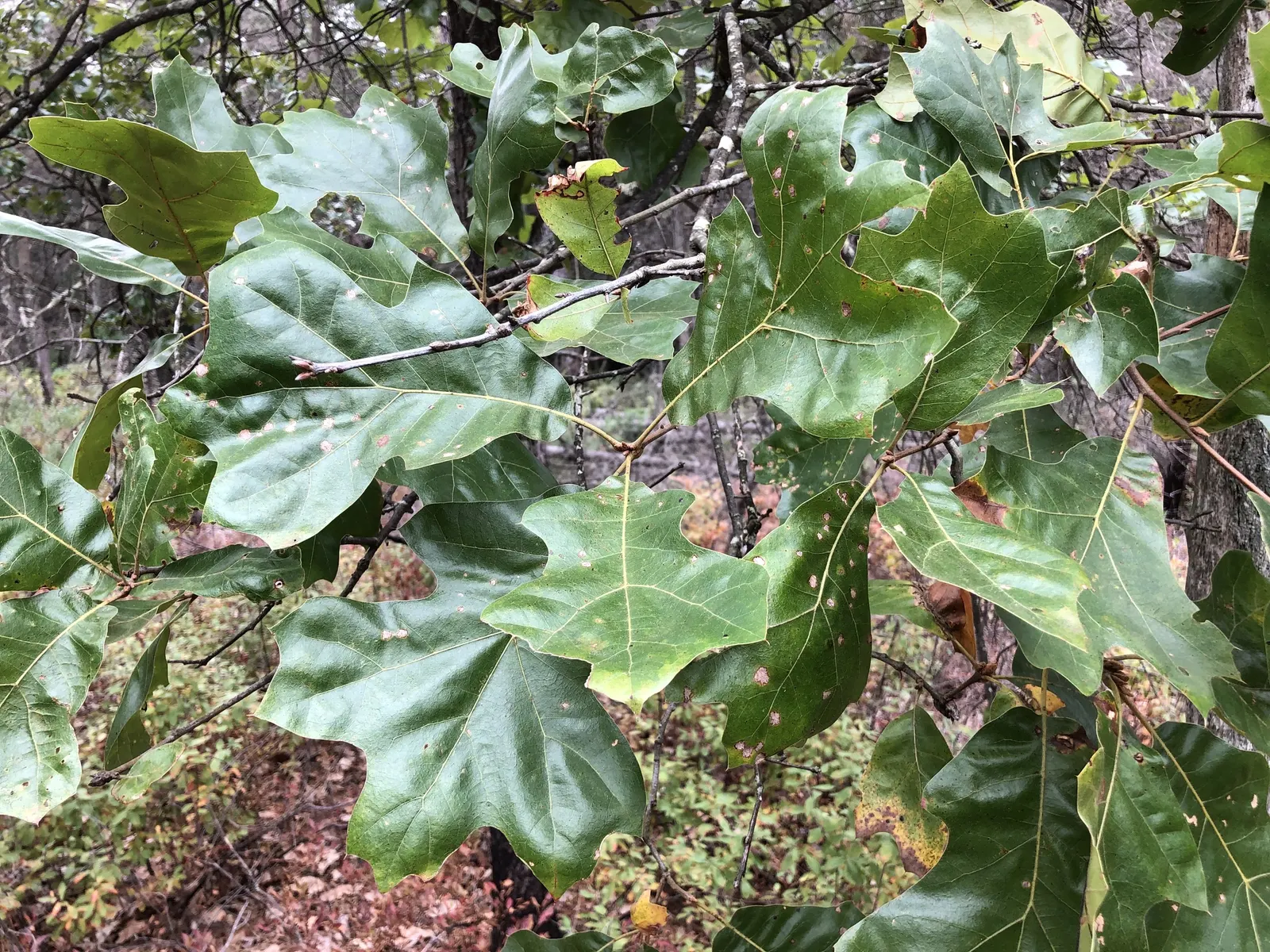 Blackjack Oak (Quercus Marilandica) — the Blackjack Oak's foliage exhibits a glossy; drought-resistant once established, it's ideal for a low-maintenance