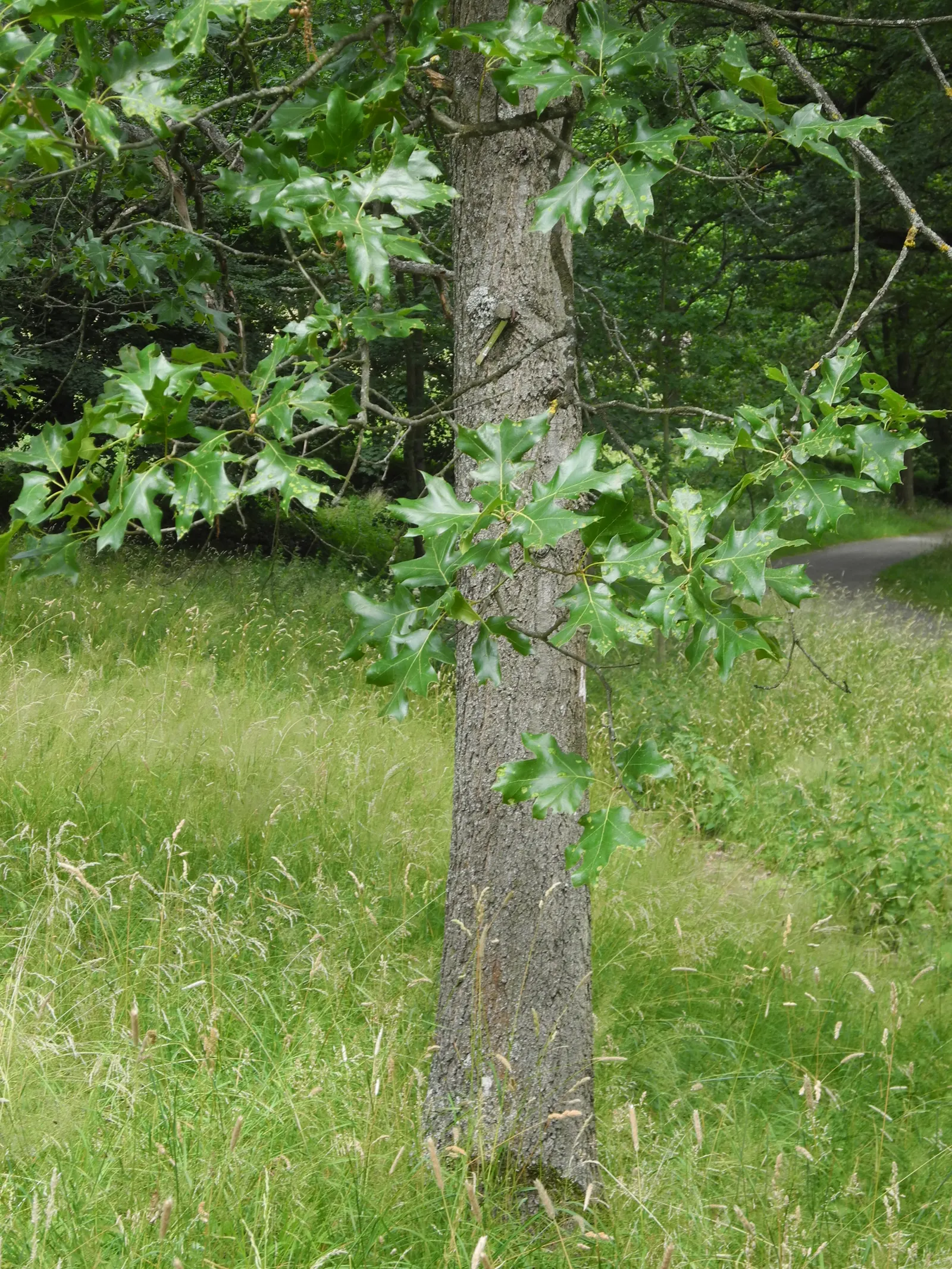 Blackjack Oak (Quercus Marilandica) — Drought-resistant once established, it's ideal for a low-maintenance, natural landscape