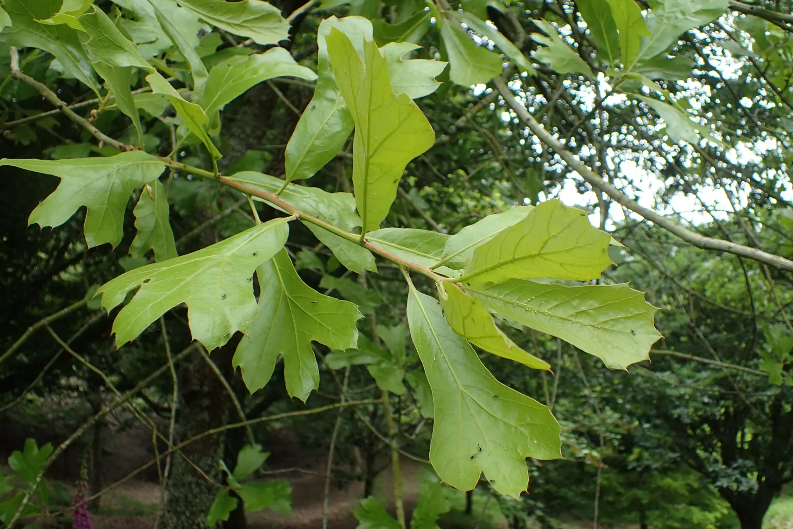 Blackjack Oak (Quercus Marilandica) — This medium-sized oak typically reaches heights of 20 to 30 feet; scientifically known as Quercus marilandica