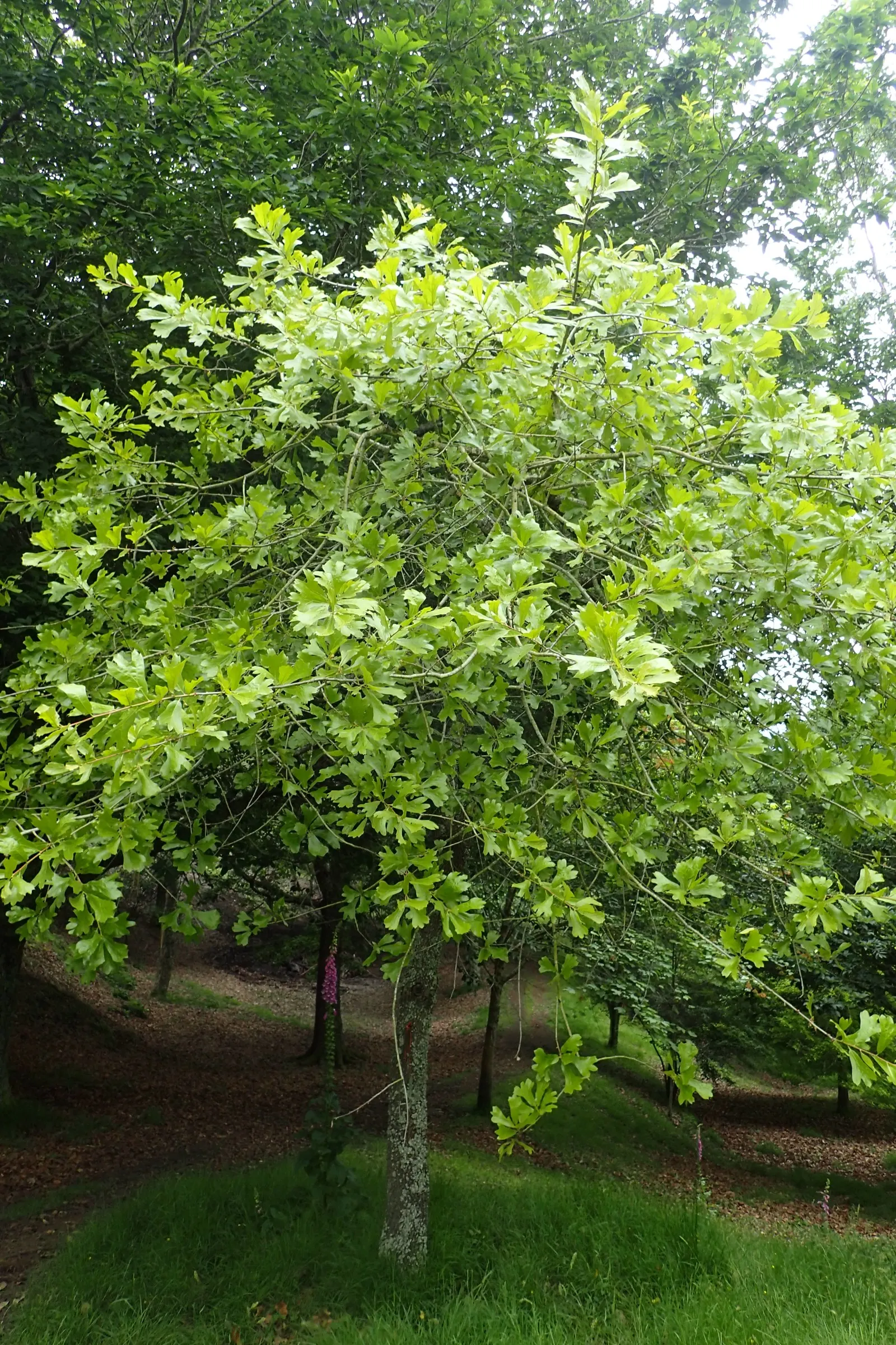 Blackjack Oak (Quercus Marilandica) — ensuring sufficient space for its mature size