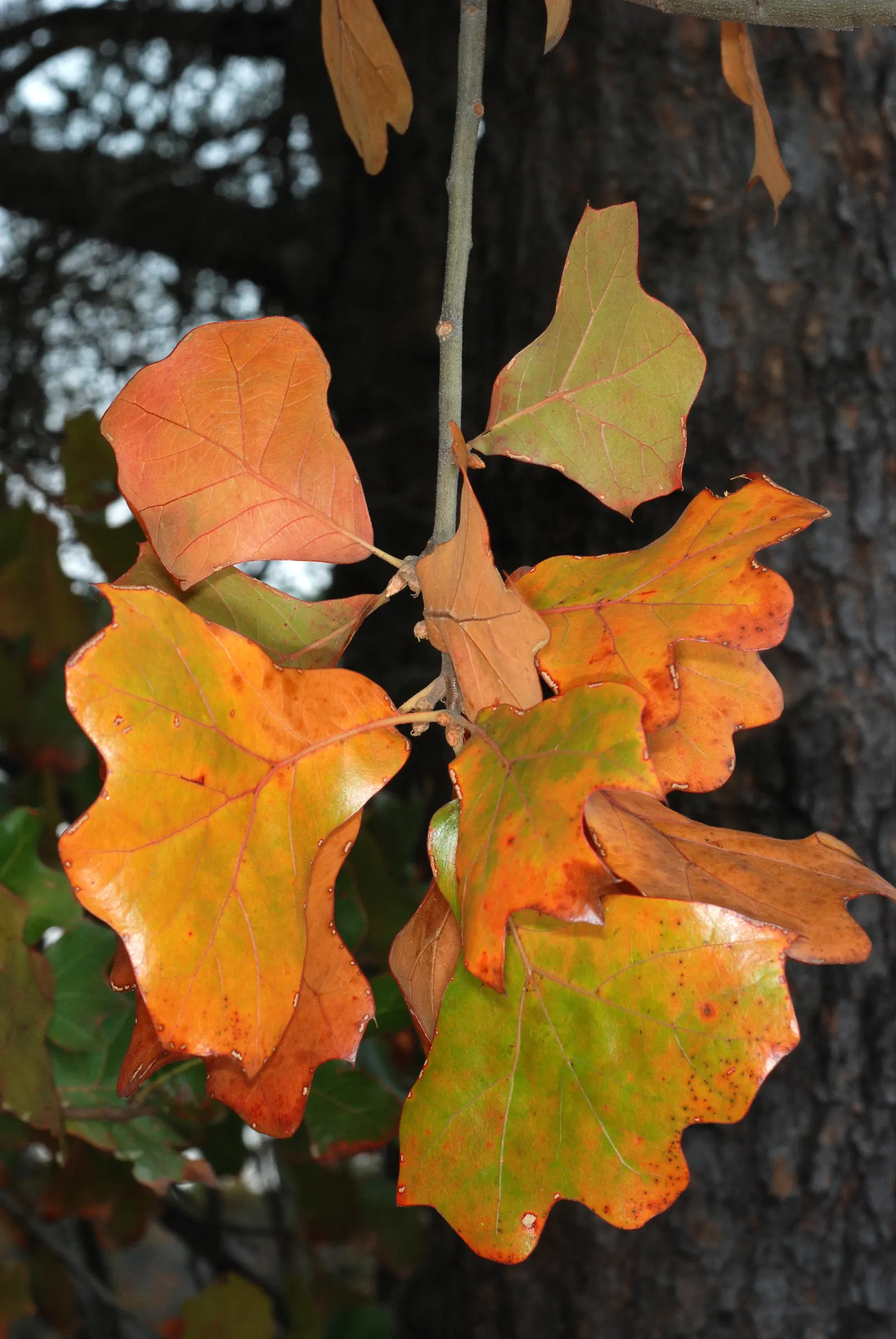 Blackjack Oak (Quercus Marilandica) — are a valuable wildlife food source; adaptable to various soils
