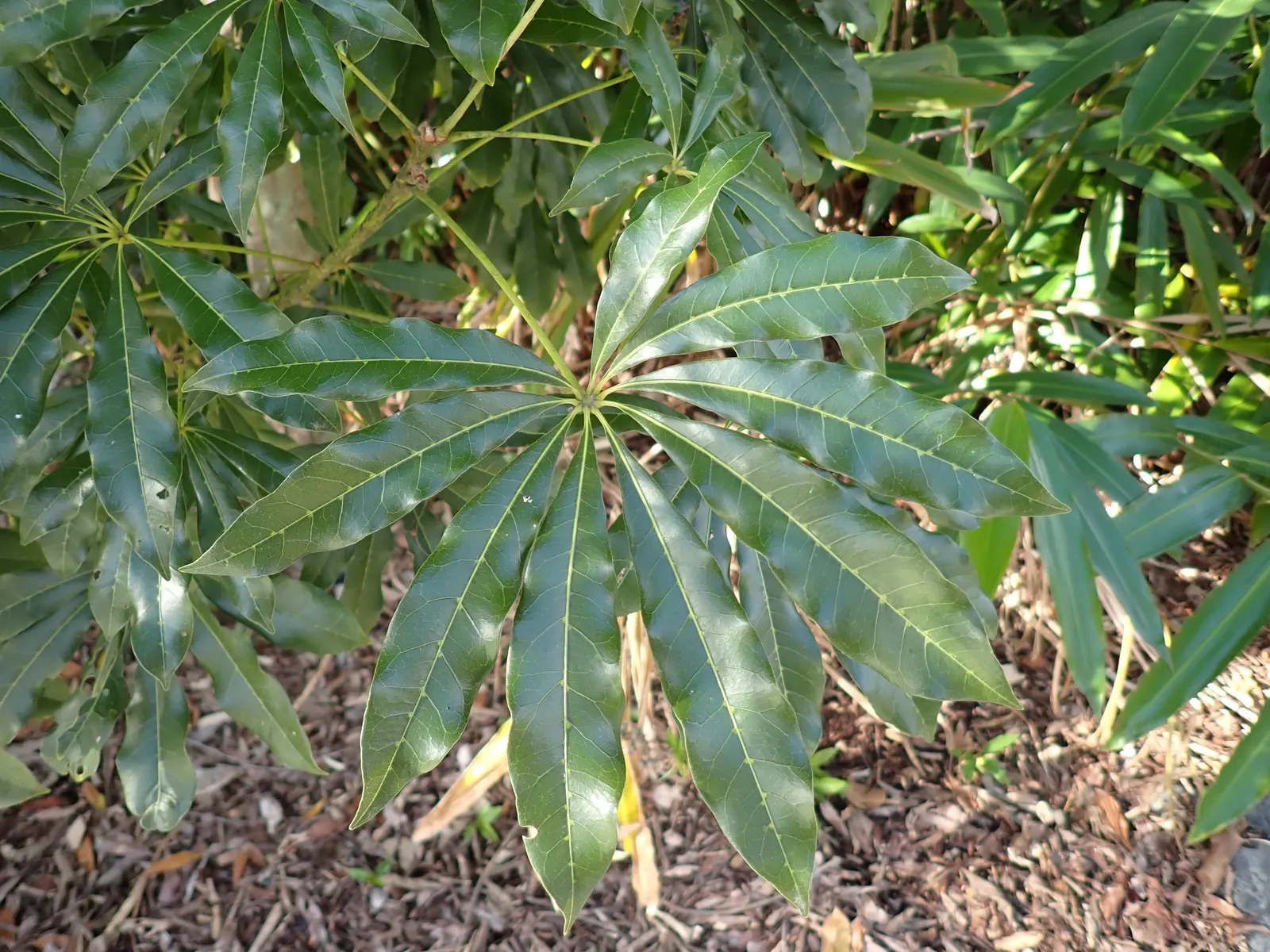 Blackjack Oak (Quercus Marilandica) — providing seasonal interest.<br><br>The tree's bark is dark gray to black