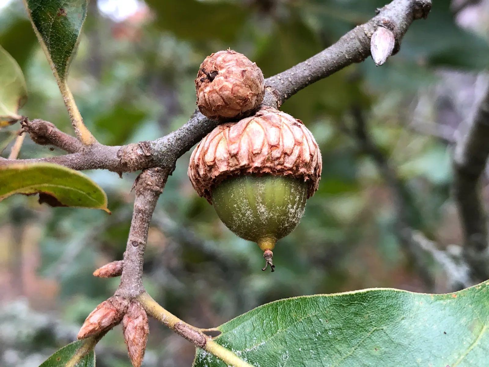 Blackjack Oak (Quercus Marilandica) — which mature in a single season; are a valuable wildlife food source