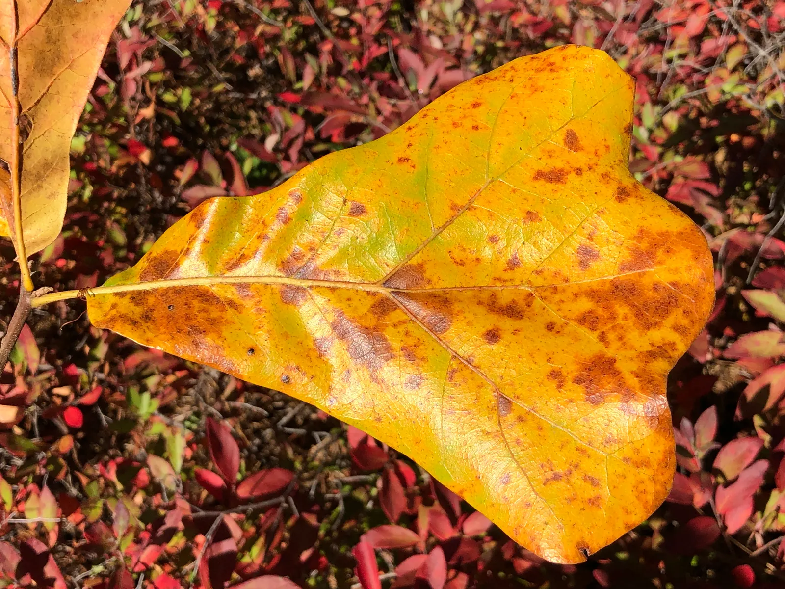 Blackjack Oak (Quercus Marilandica) — Adaptable to various soils