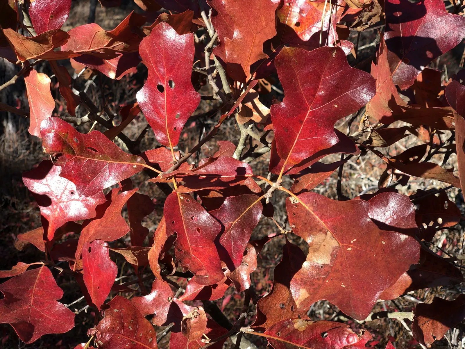 Blackjack Oak (Quercus Marilandica) — which turn red-brown in fall; though it is notably tolerant of poor soil conditions