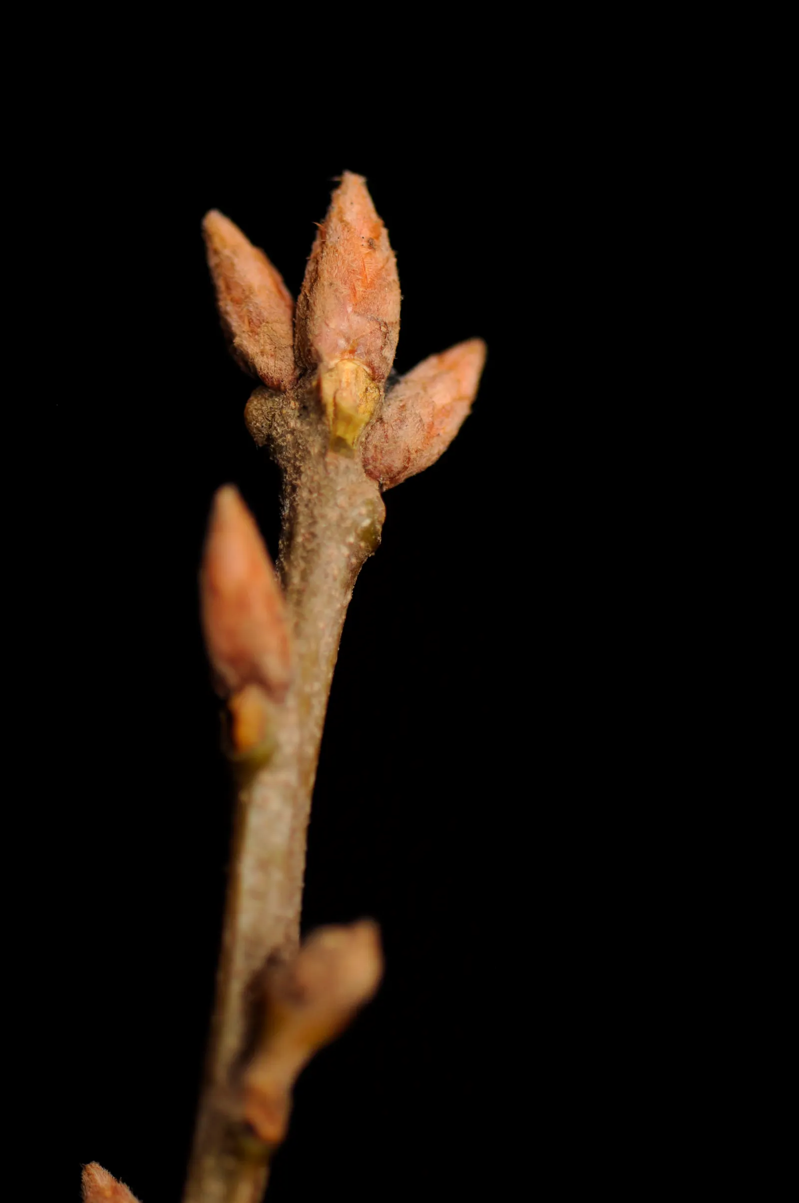 Blackjack Oak (Quercus Marilandica) — Adaptable to various soils; provide year-round interest