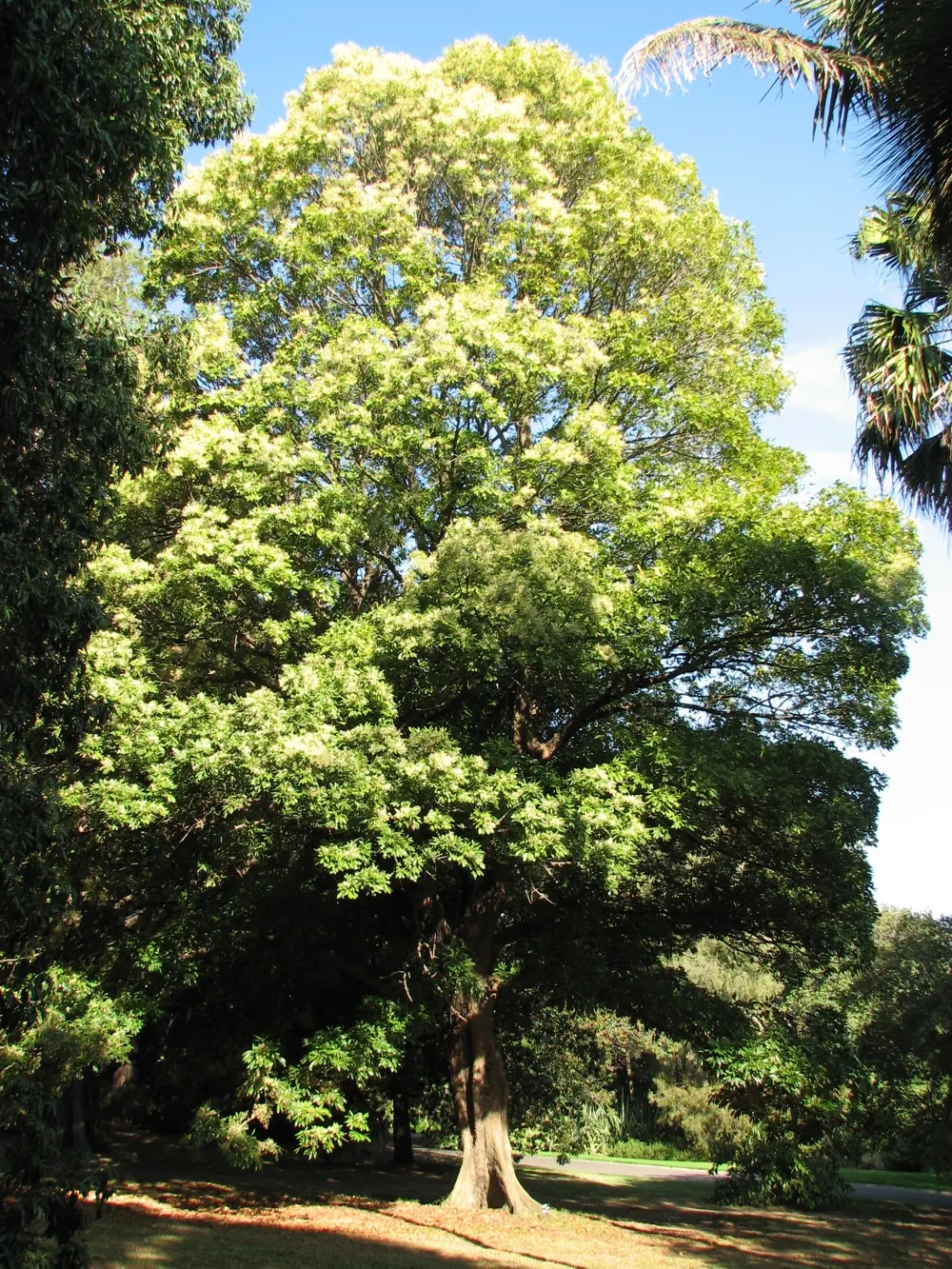 Blackjack Oak (Quercus Marilandica) — its leaves transform into a striking display of reds; consider its moderate growth rate and potential spread