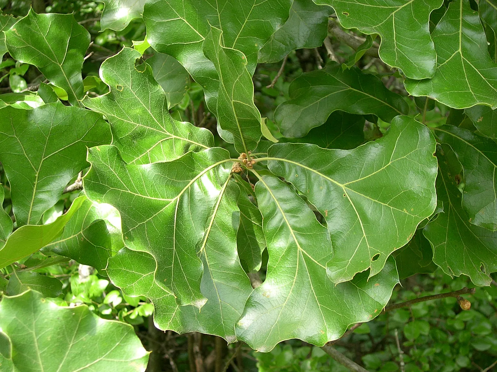 Blackjack Oak (Quercus Marilandica) — Its dark bark adds winter appeal, and it supports local wildlife, offering food and habitat; which mature in a single