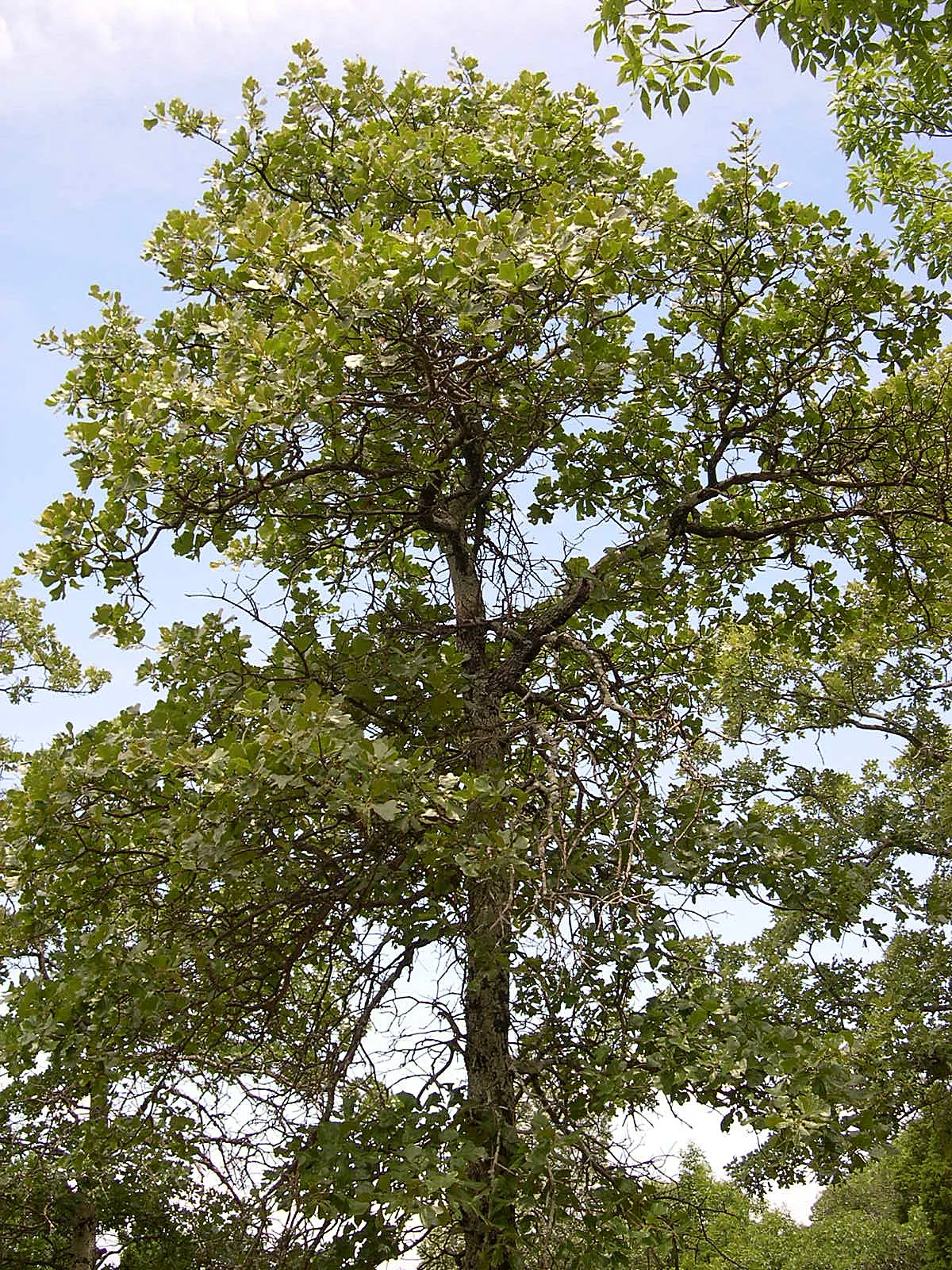 Blackjack Oak (Quercus Marilandica) — which turn red-brown in fall