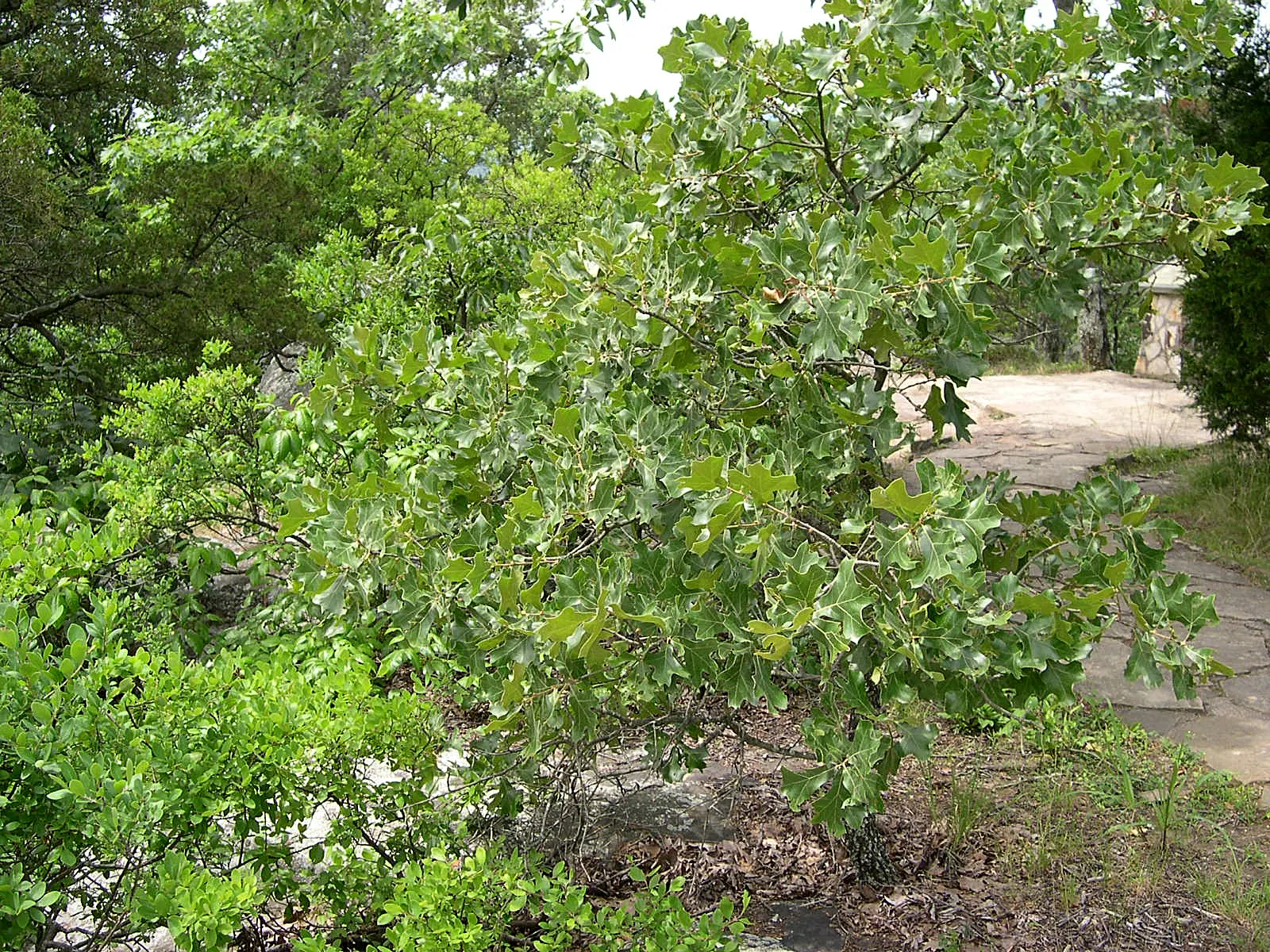 Blackjack Oak (Quercus Marilandica) — provide year-round interest; its distinctive leathery leaves