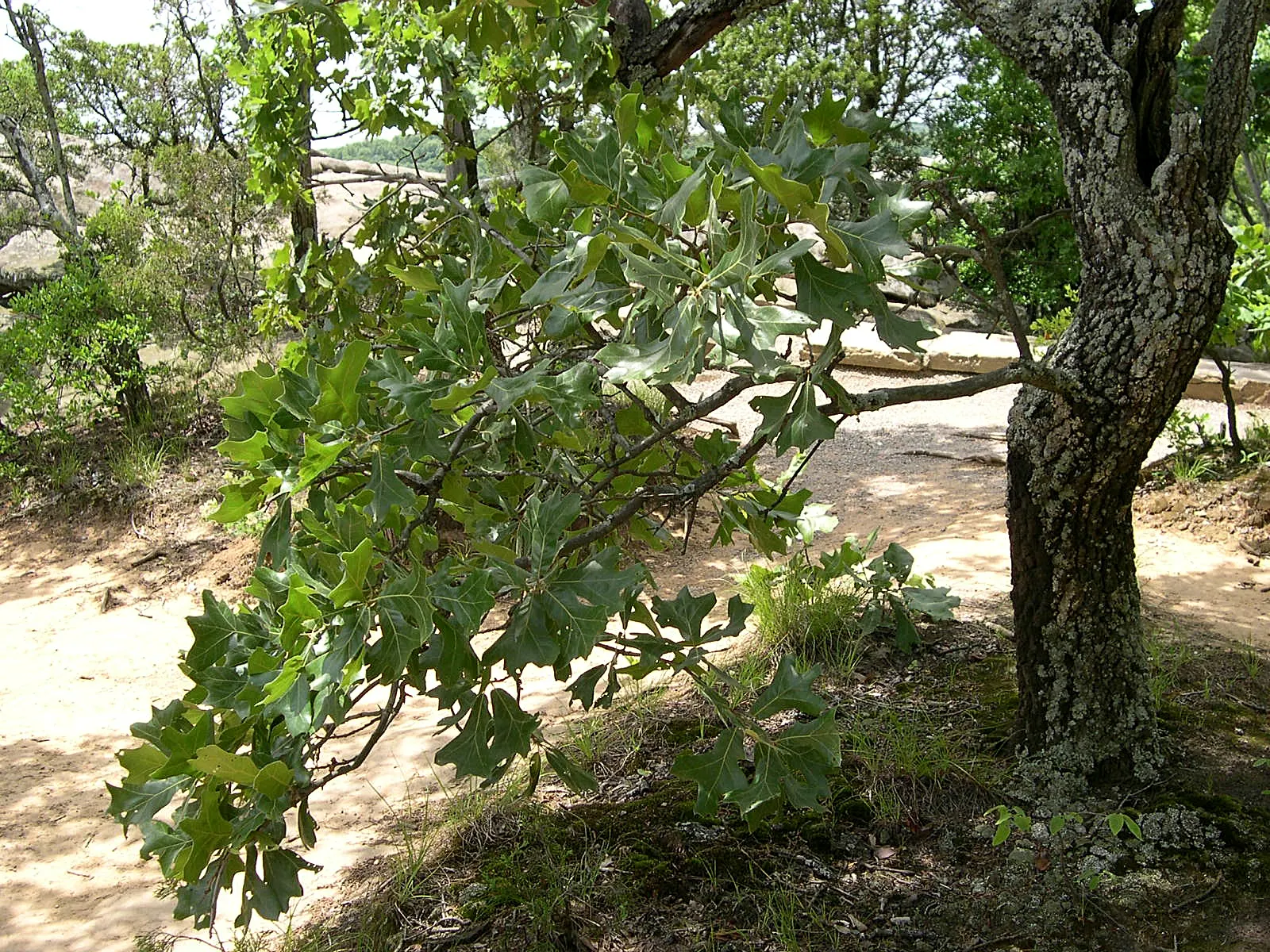 Blackjack Oak (Quercus Marilandica) — though it is notably tolerant of poor soil conditions