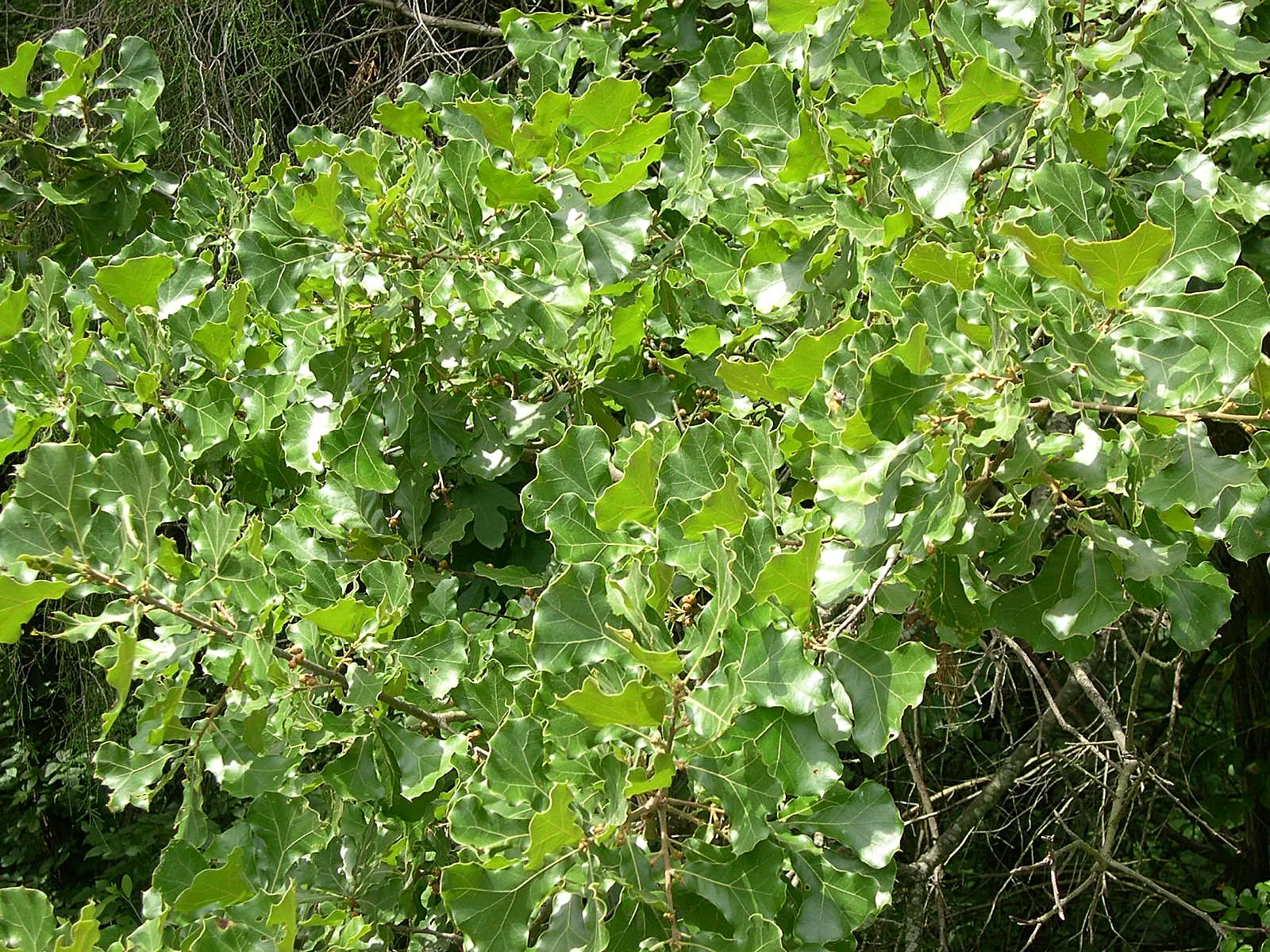 Blackjack Oak (Quercus Marilandica) — deep green hue on the top surface with a paler, image 35
