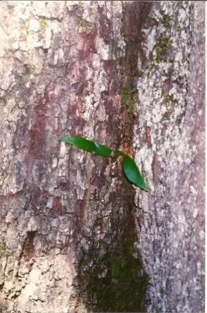 Blackjack Oak (Quercus Marilandica) — consider its moderate growth rate and potential spread; adding an element of textural contrast within a garden setting