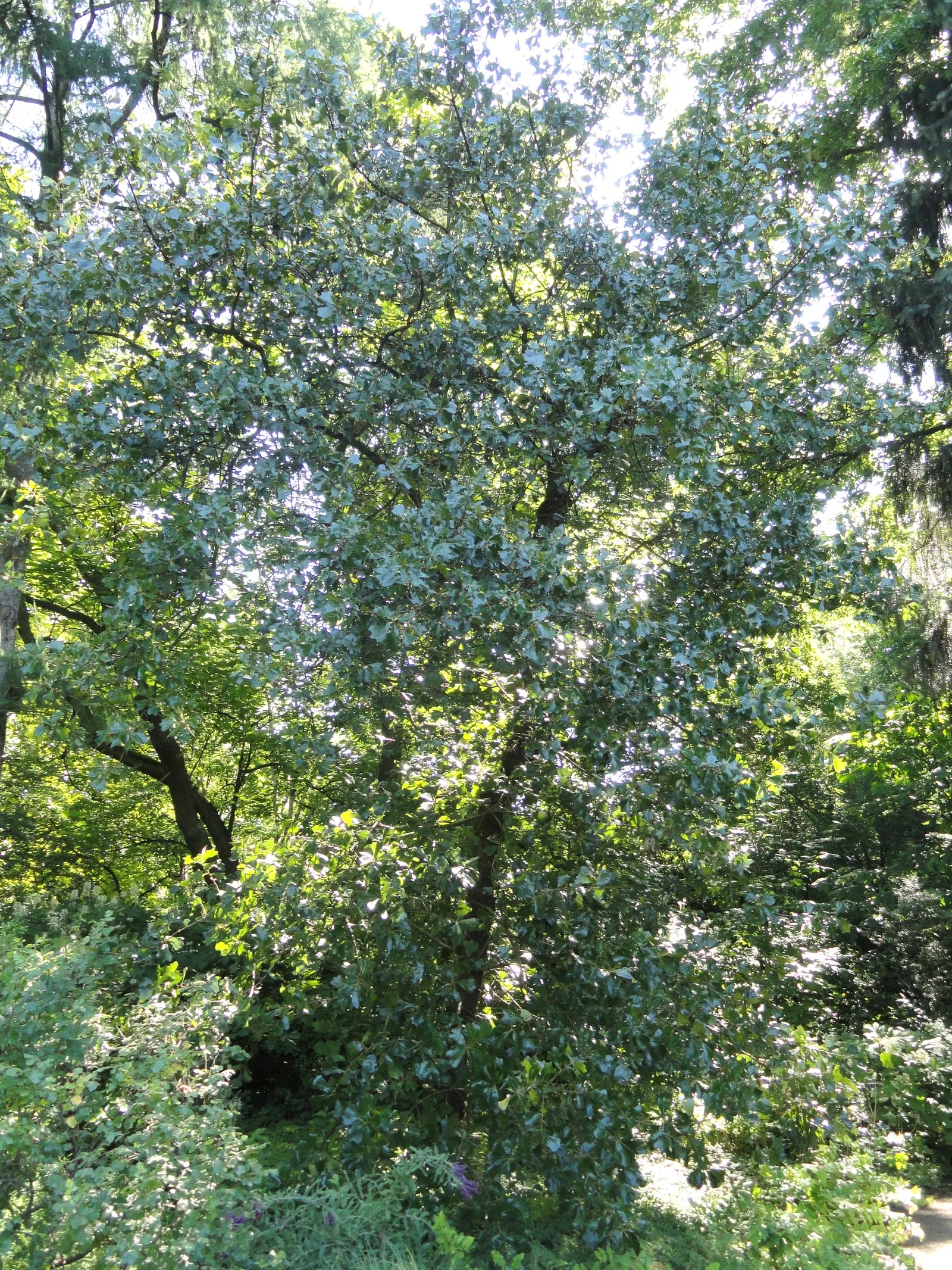 Blackjack Oak (Quercus Marilandica) — are a valuable wildlife food source