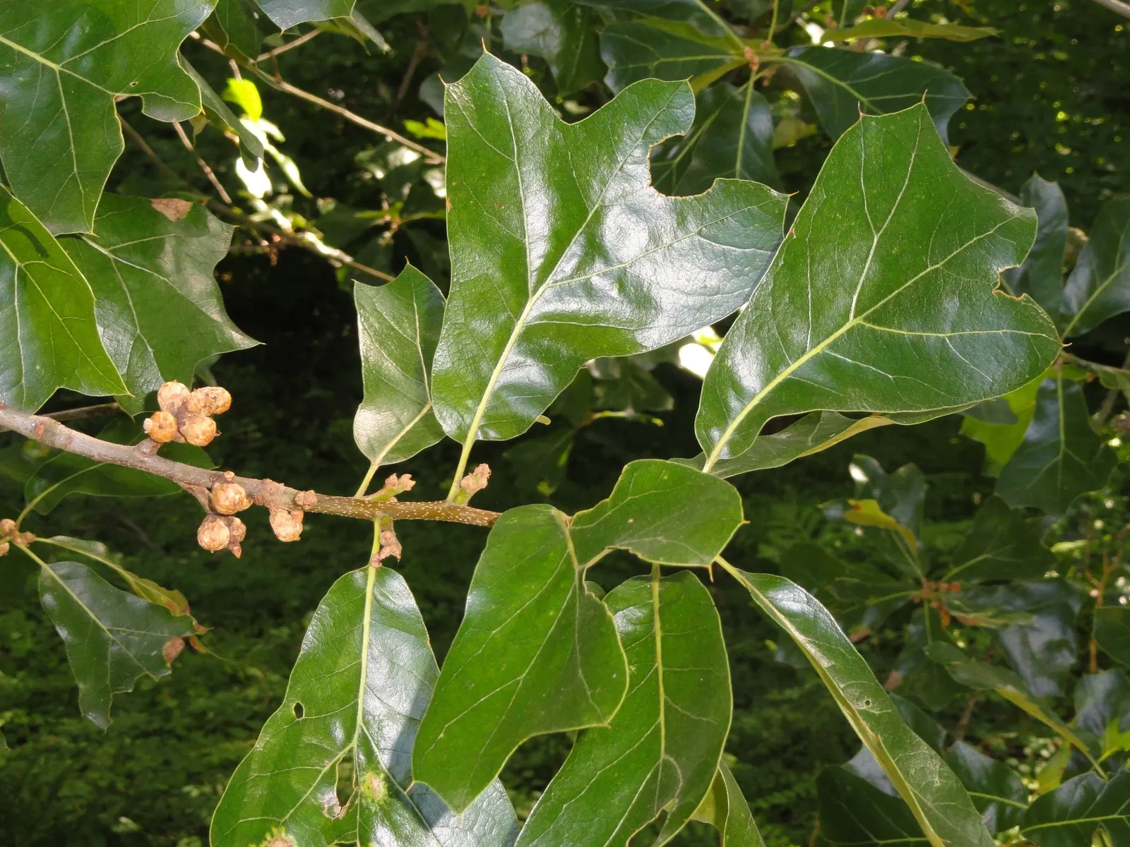 Blackjack Oak (Quercus Marilandica) — adding an element of textural contrast within a garden setting; leathery leaves that are 5 to 8 inches long