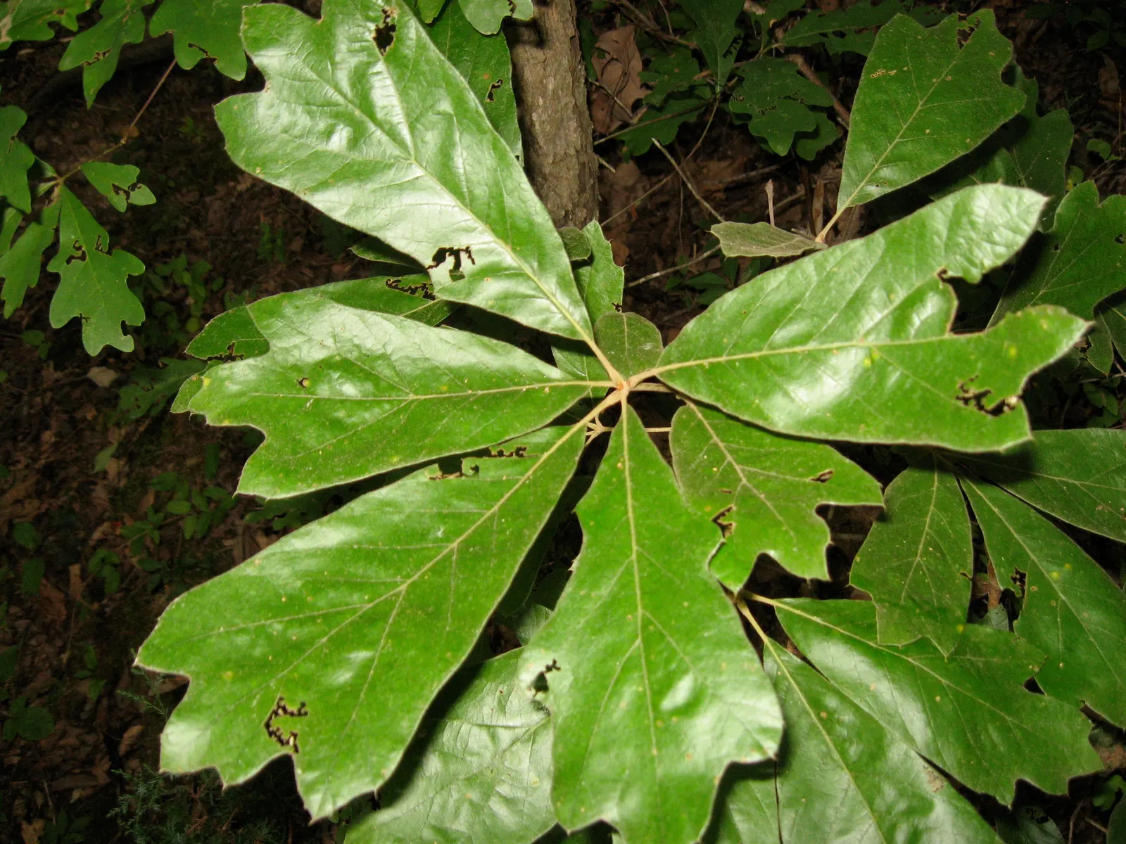 Blackjack Oak (Quercus Marilandica) — with a canopy spread roughly equivalent to its height
