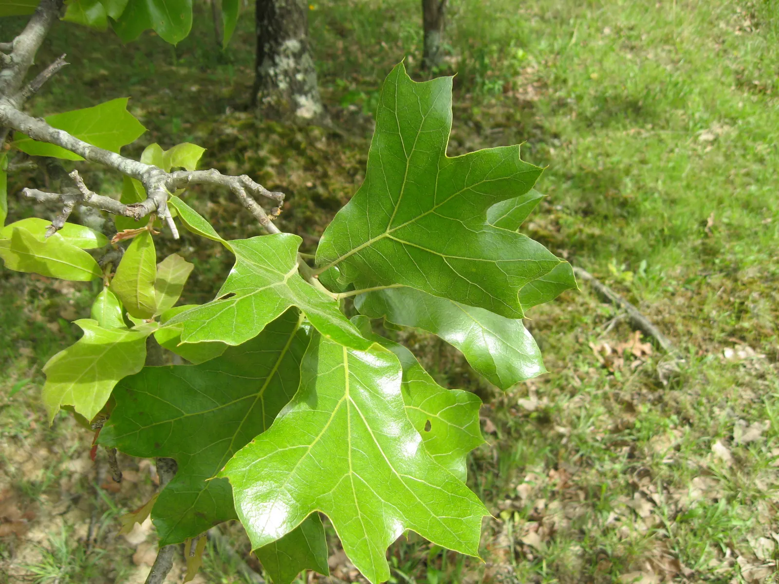Blackjack Oak (Quercus Marilandica) — provide year-round interest