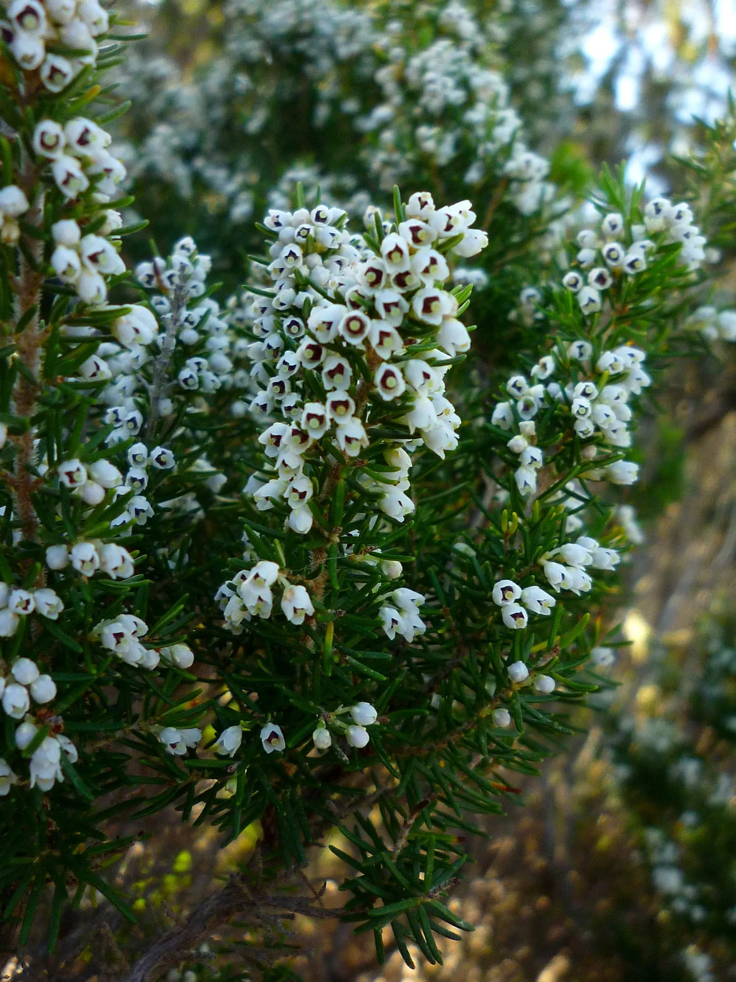 Tree Heath (Erica Arborea) — scientifically named Erica arborea; arranged in whorls that present a fine, image 60