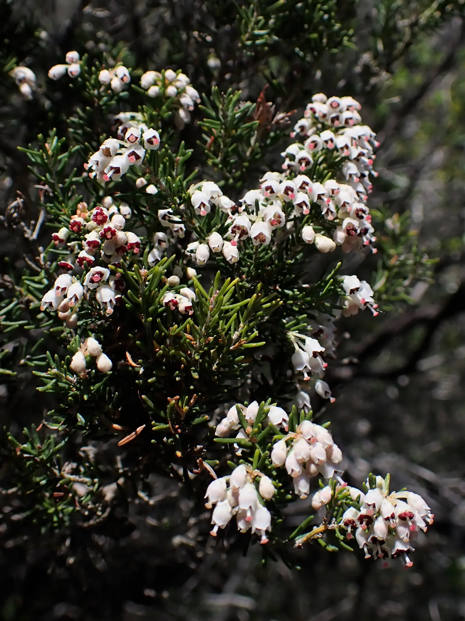 Tree Heath (Erica Arborea) — arranged in whorls that present a fine; broadleaf evergreen / shrub / tree for full or half, image 66