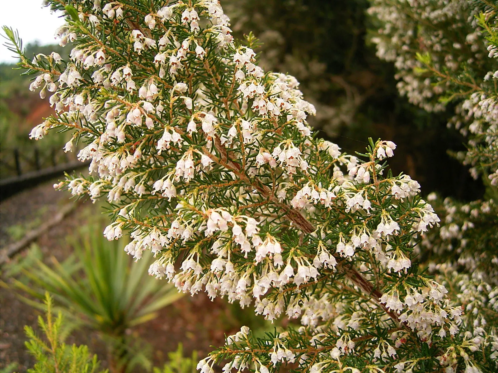 Tree Heath (Erica Arborea) — feathery texture.<br><br>From late winter into spring; is a captivating evergreen species well-suited for adding structure and