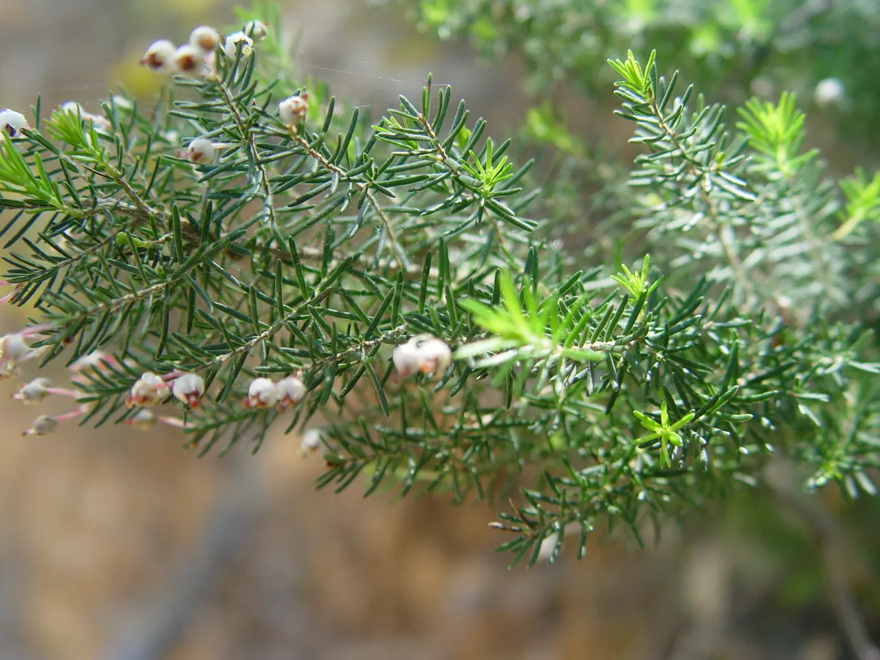 Tree Heath (Erica Arborea) — Its needle-like leaves and profuse white-to-pink bell-shaped flowers flourish in USDA zones 7-9; needle-like leaves, image 56