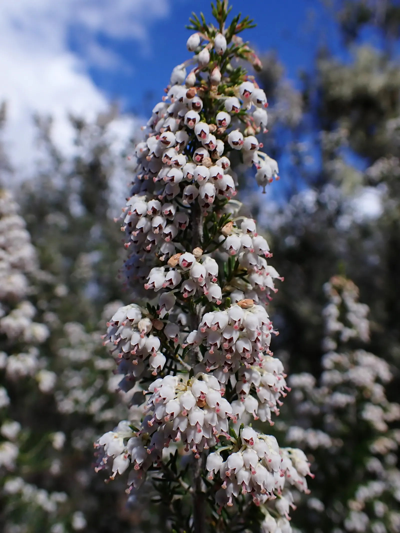 Tree Heath (Erica Arborea) — with some specimens soaring up to 20 feet under ideal conditions; feathery texture.<br><br>From late winter into spring